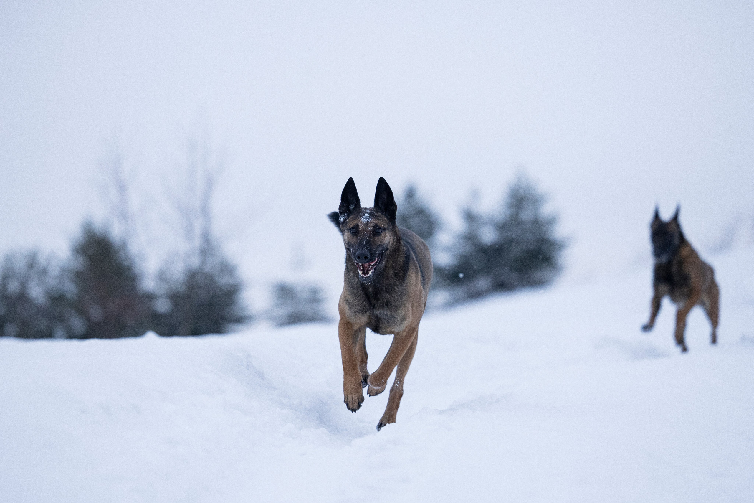 Цедра и Рики. Фотограф-анималист Анна Маринич