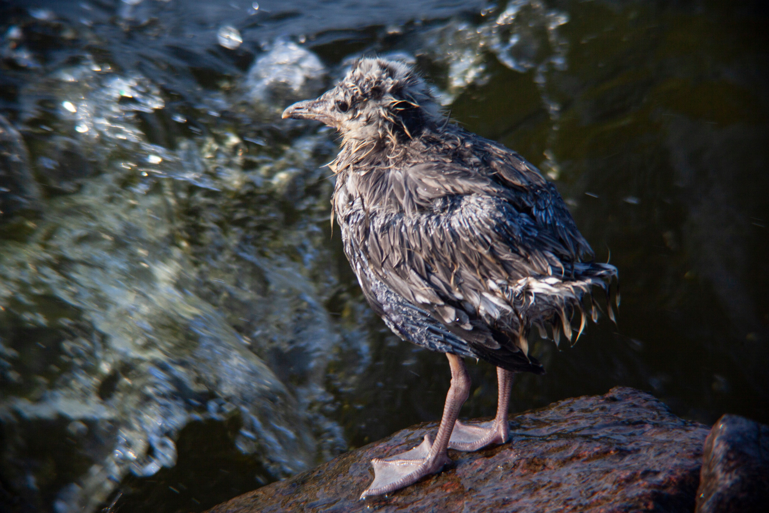 Птичий базар на заливе. Фотограф Адигамова Юлия в Петербурге