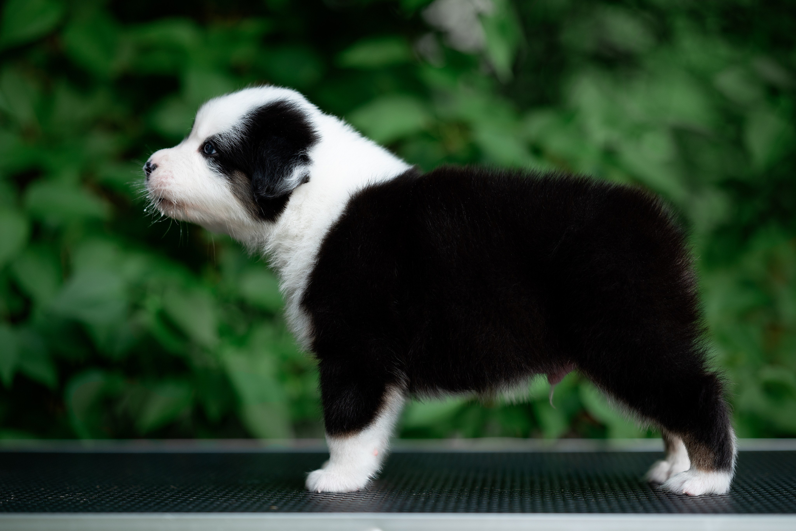 Заводчик Елизавета Степанова. Творческий фотограф Вологда