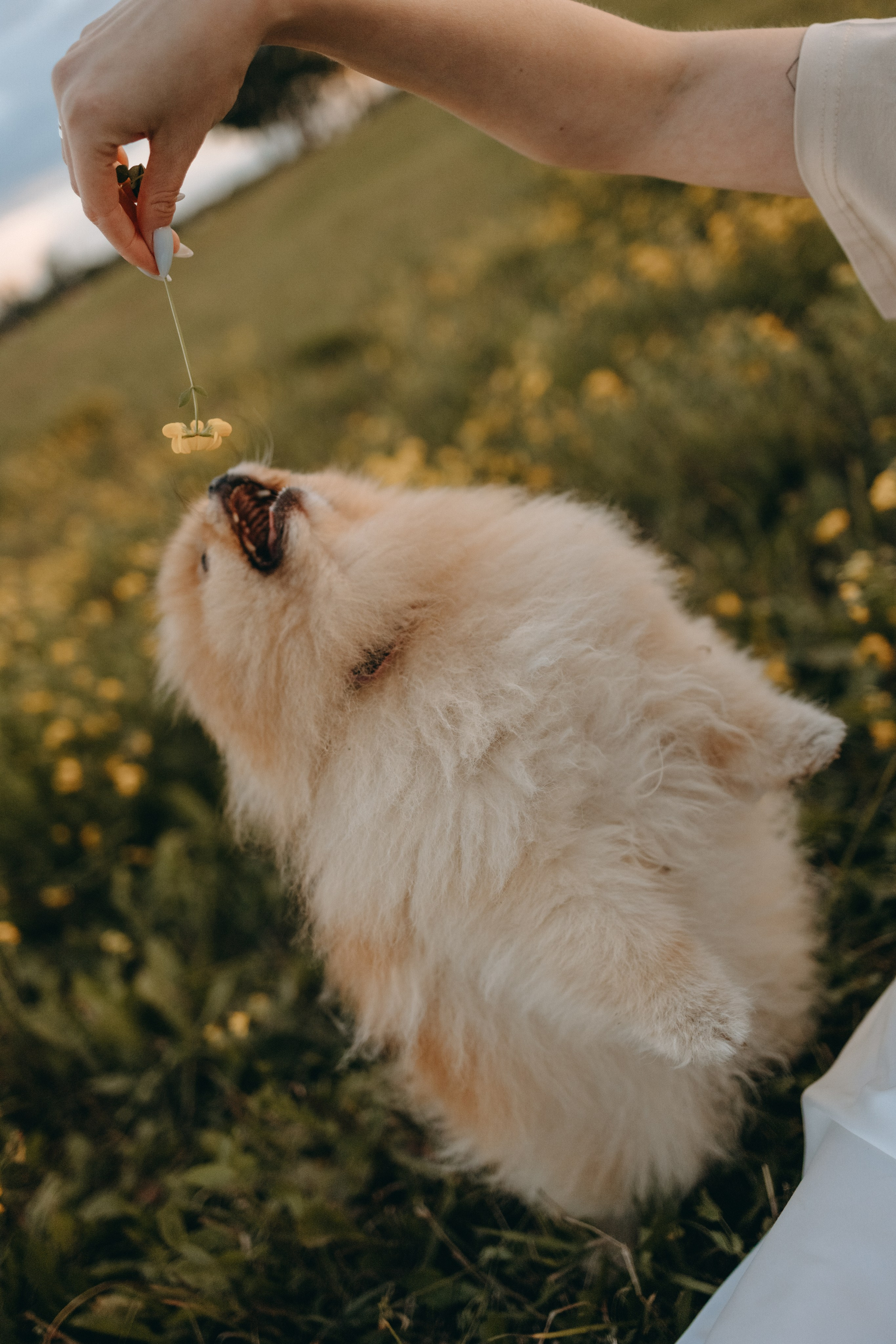 Стив и его семья. Фотограф — Анималист | Санкт-Петербург