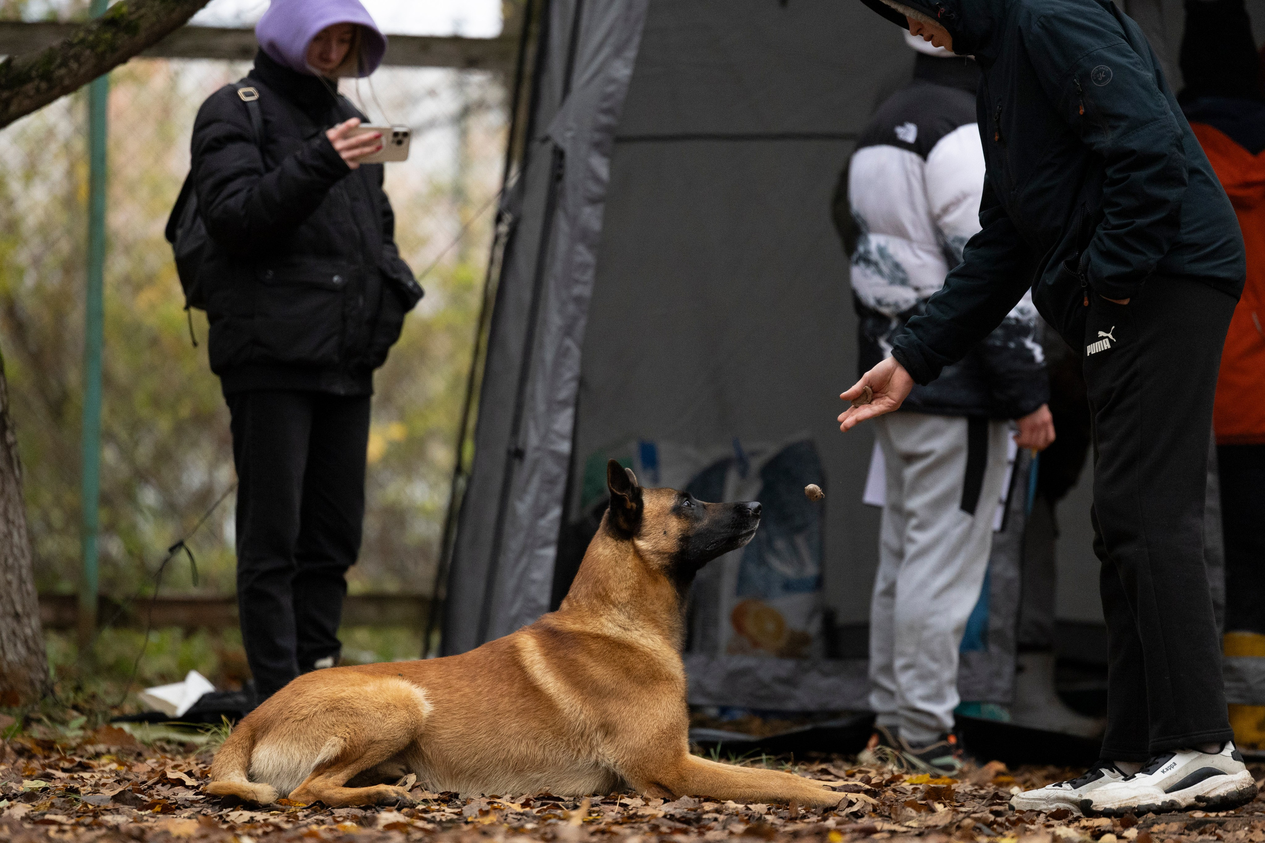 Соревнования по Мондьорингу г. Вологда. Фотограф-анималист Анна Маринич