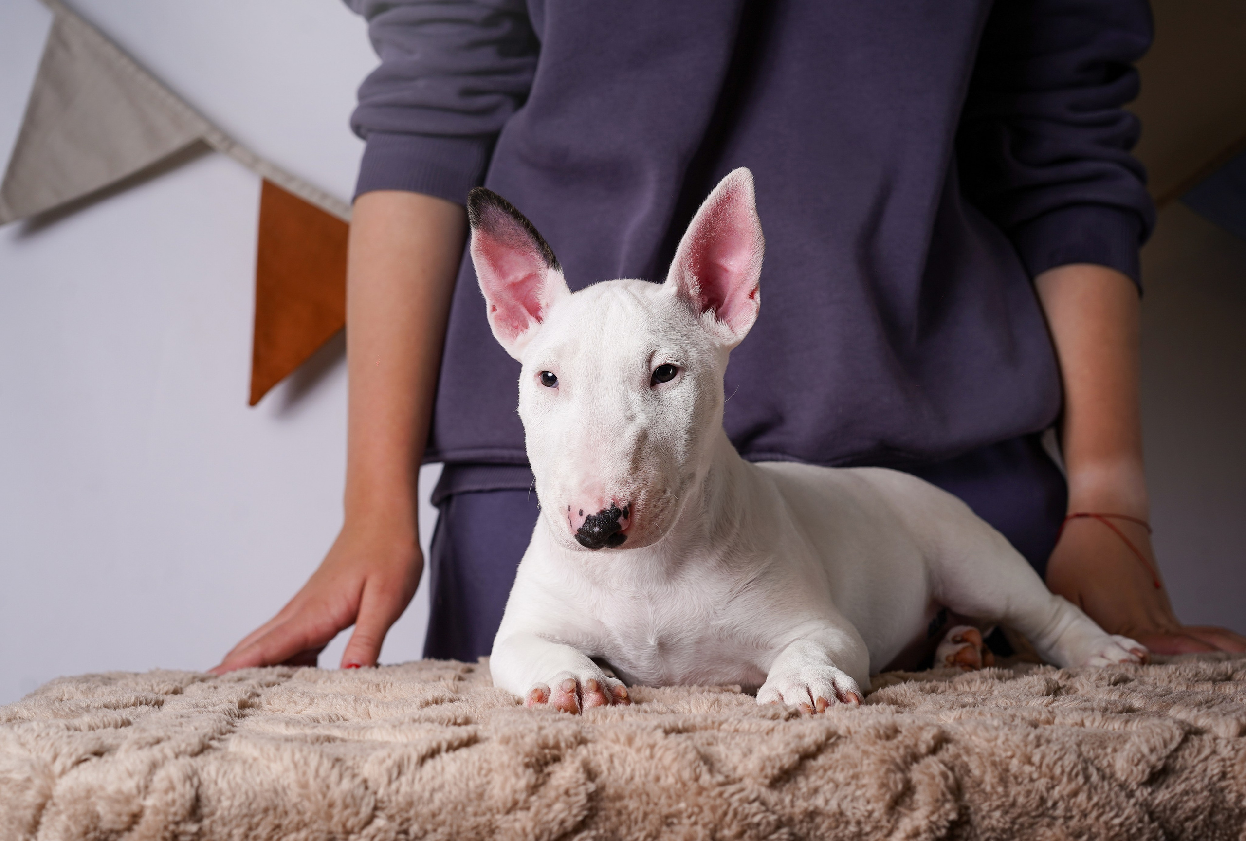 Щенки минибультерьера. Фотограф-анималист в Санкт-Петербурге Яна Мартынова