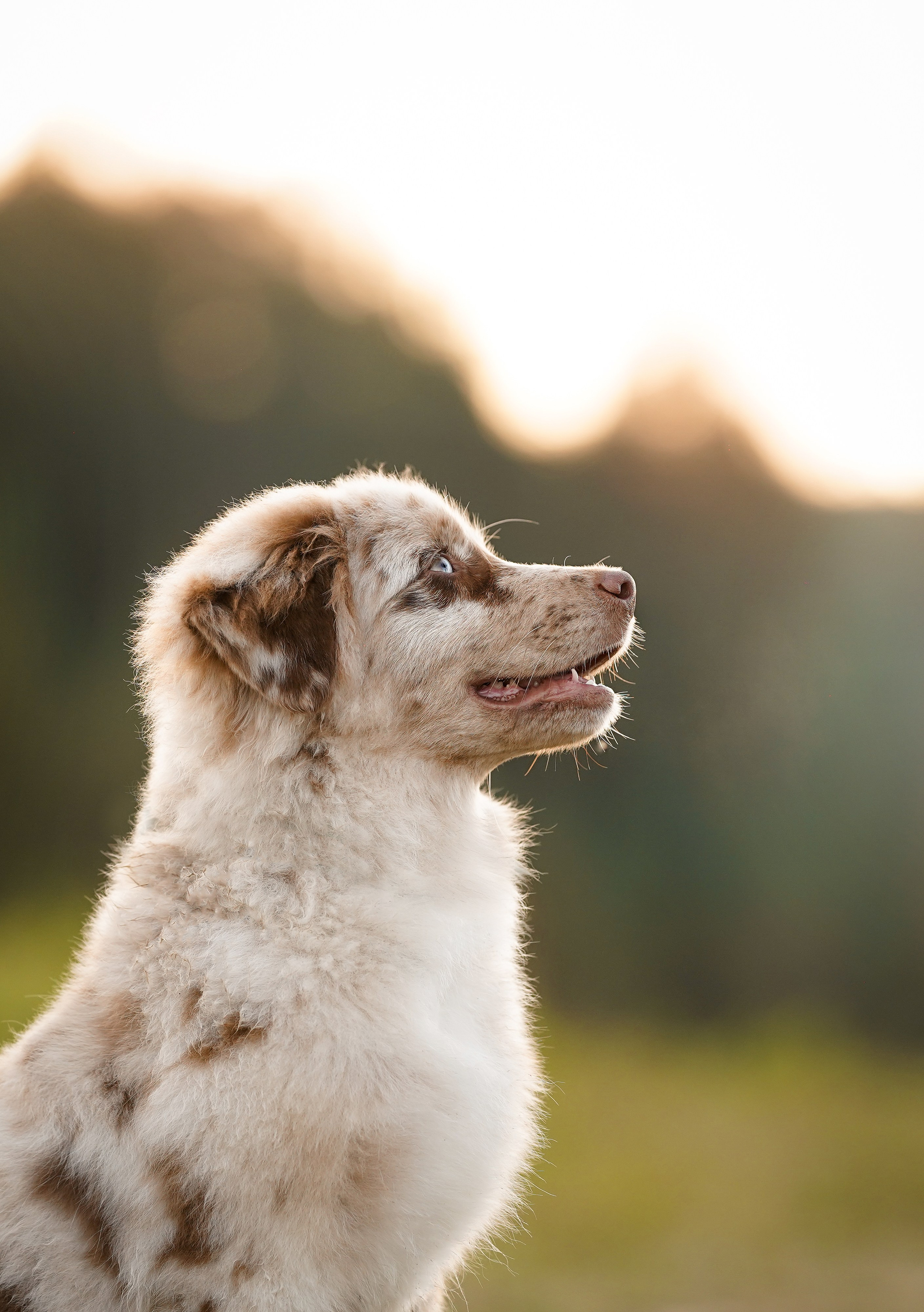 Катя Сэнди и Рокки. Фотограф-анималист в Санкт-Петербурге Яна Мартынова