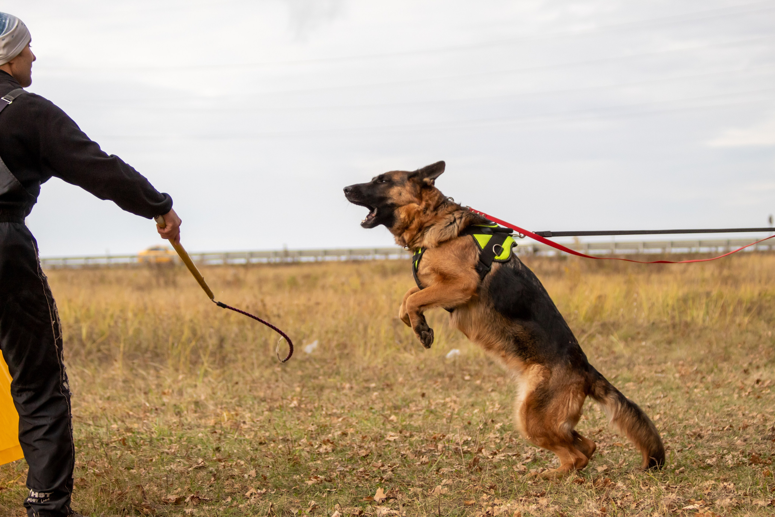Тренинг защитного раздела. Фотограф анималист — Тула, Москва