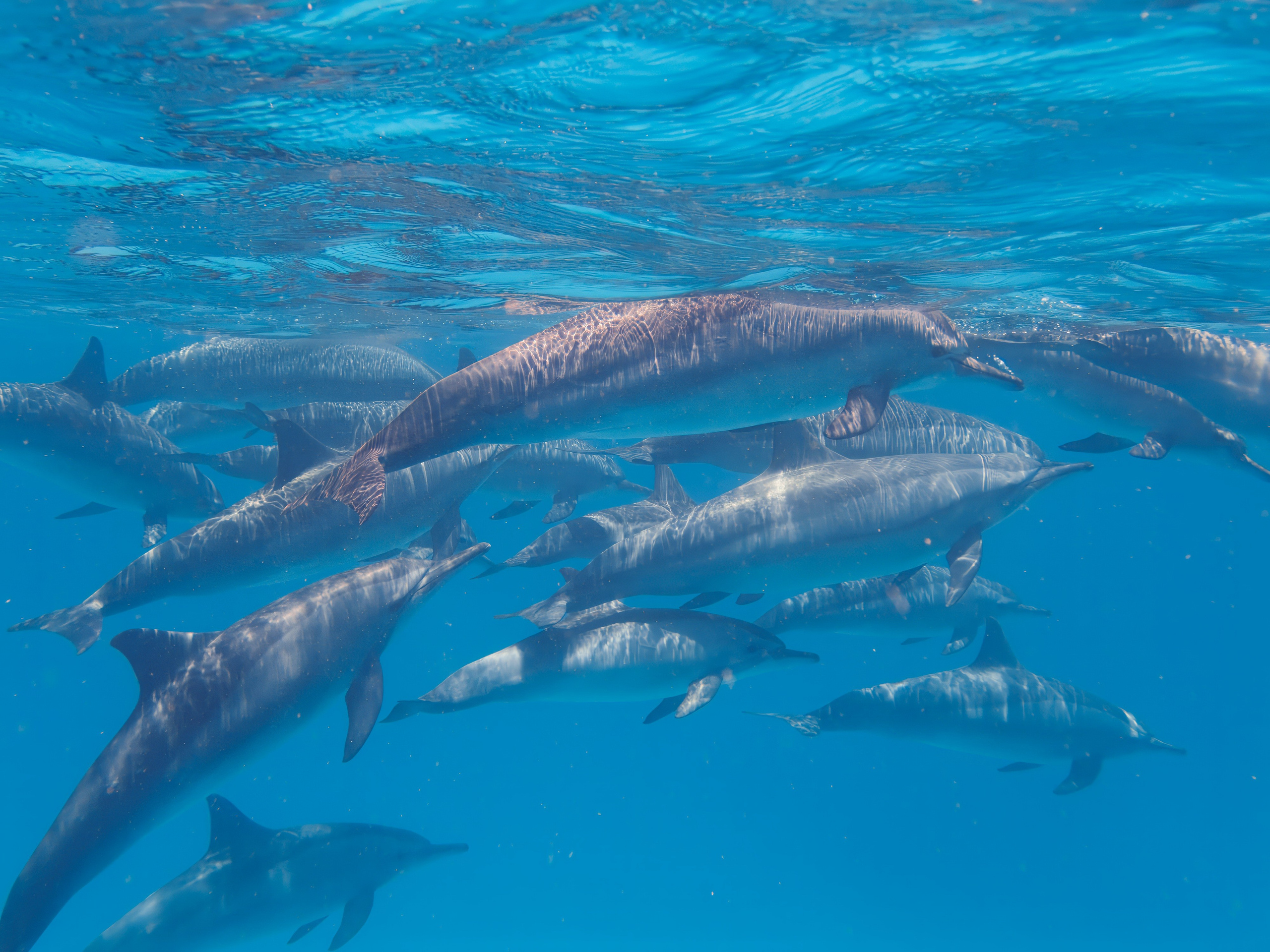 Рыбов показываю