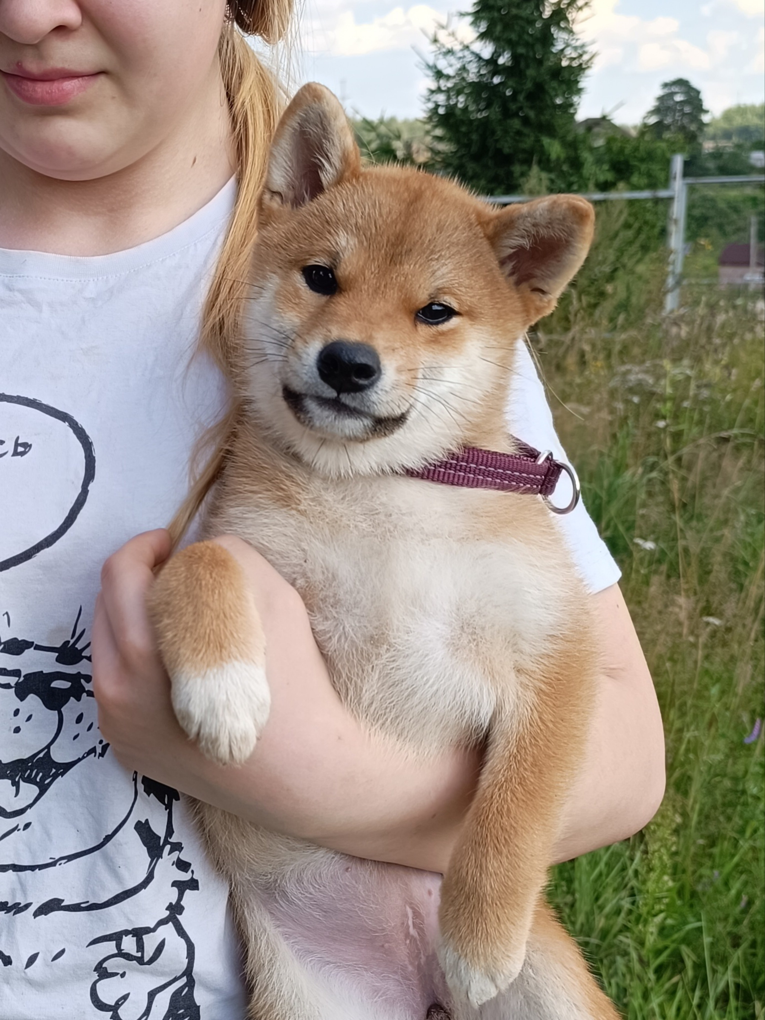 сиба питомник Рубилайт щенки на продажу rubylight  сиба щенки купить СПб Санкт-Петербург