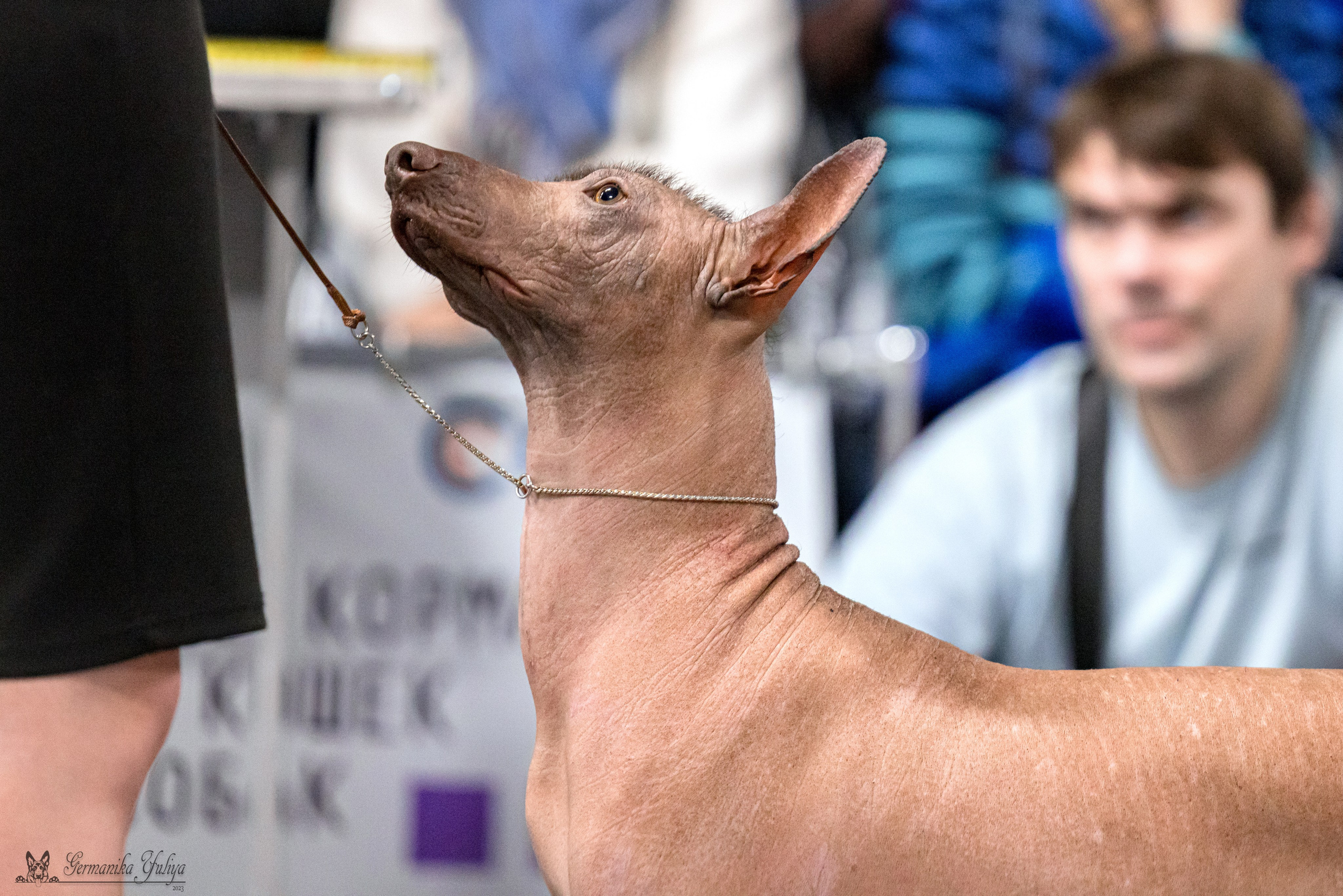 Сфера 29.10,Крокус 4.11,Сфера 12.11.2023. Фотограф-анималист Юлия Германика
