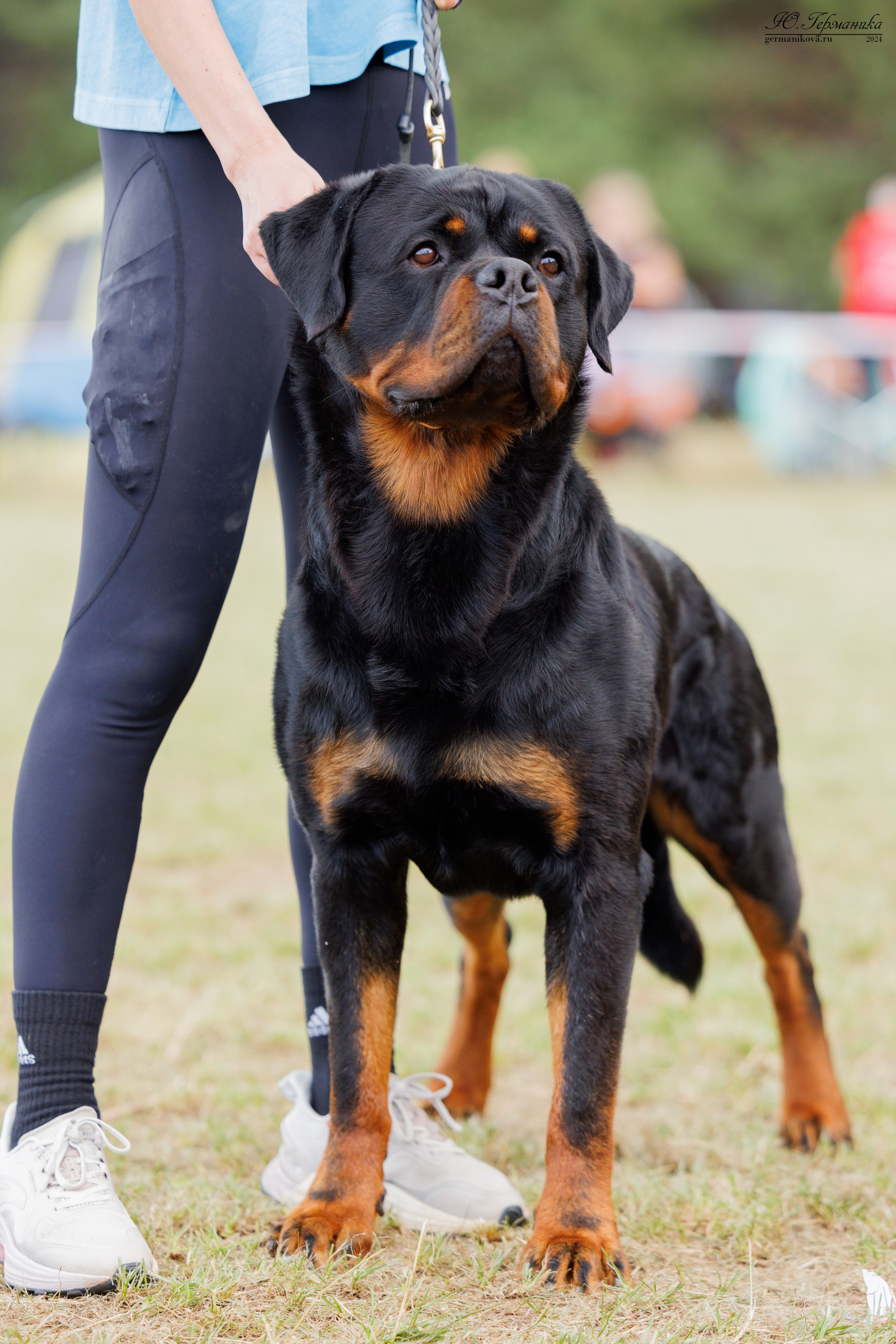 ПК и КЧК ротвейлеры Тверь 6-7.07.2024. Фотограф-анималист Юлия Германика