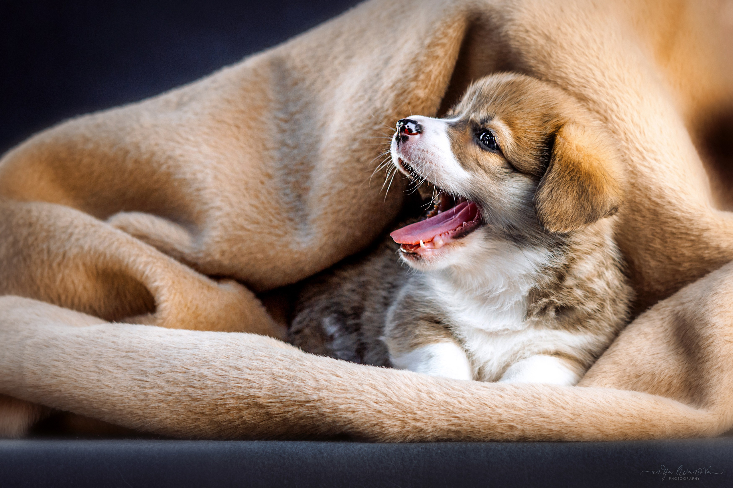 Коржики. Фотограф анималист Аня Ливанова | Рыбинск