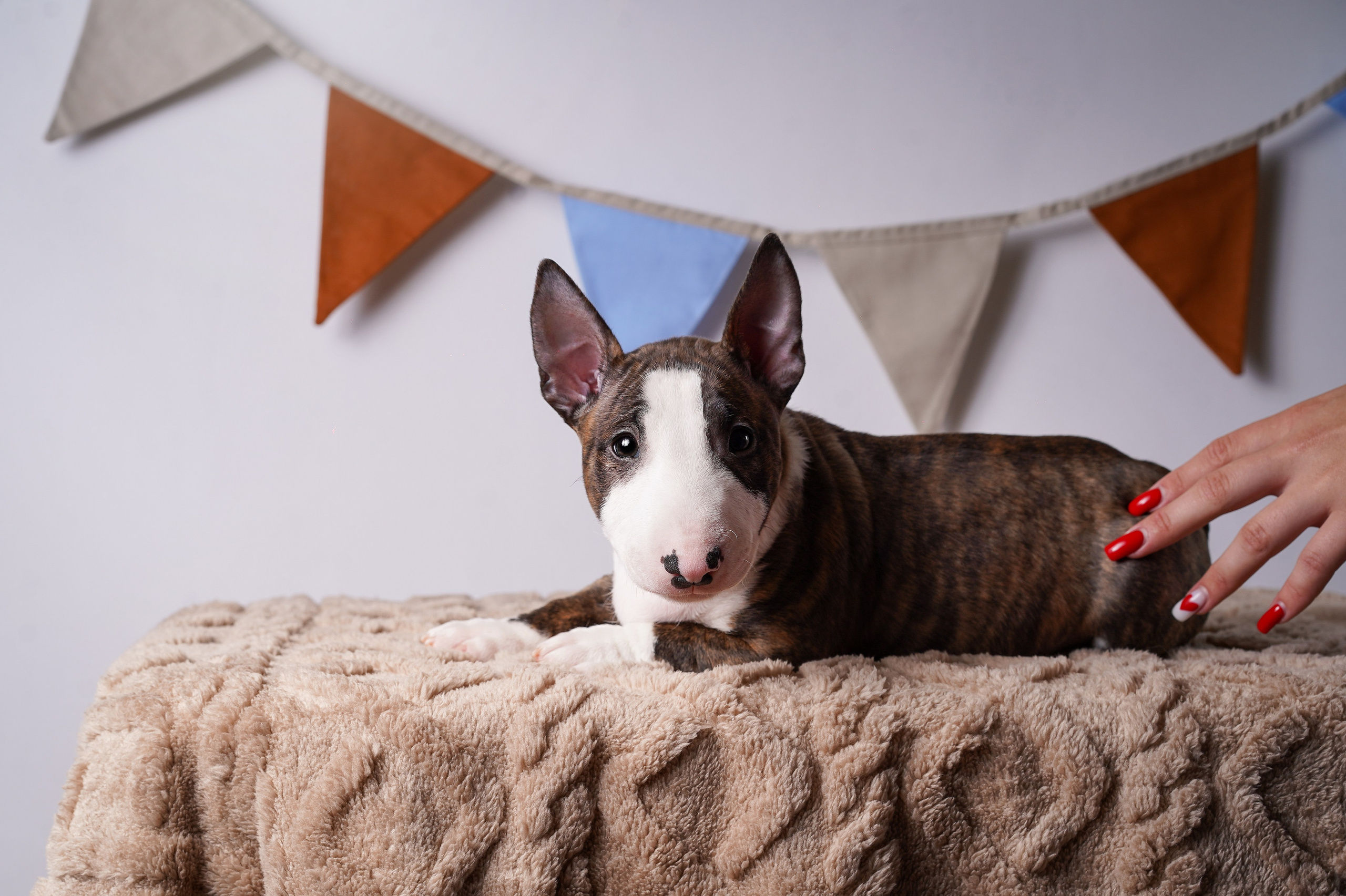 Щенки минибультерьера. Фотограф-анималист в Санкт-Петербурге Яна Мартынова
