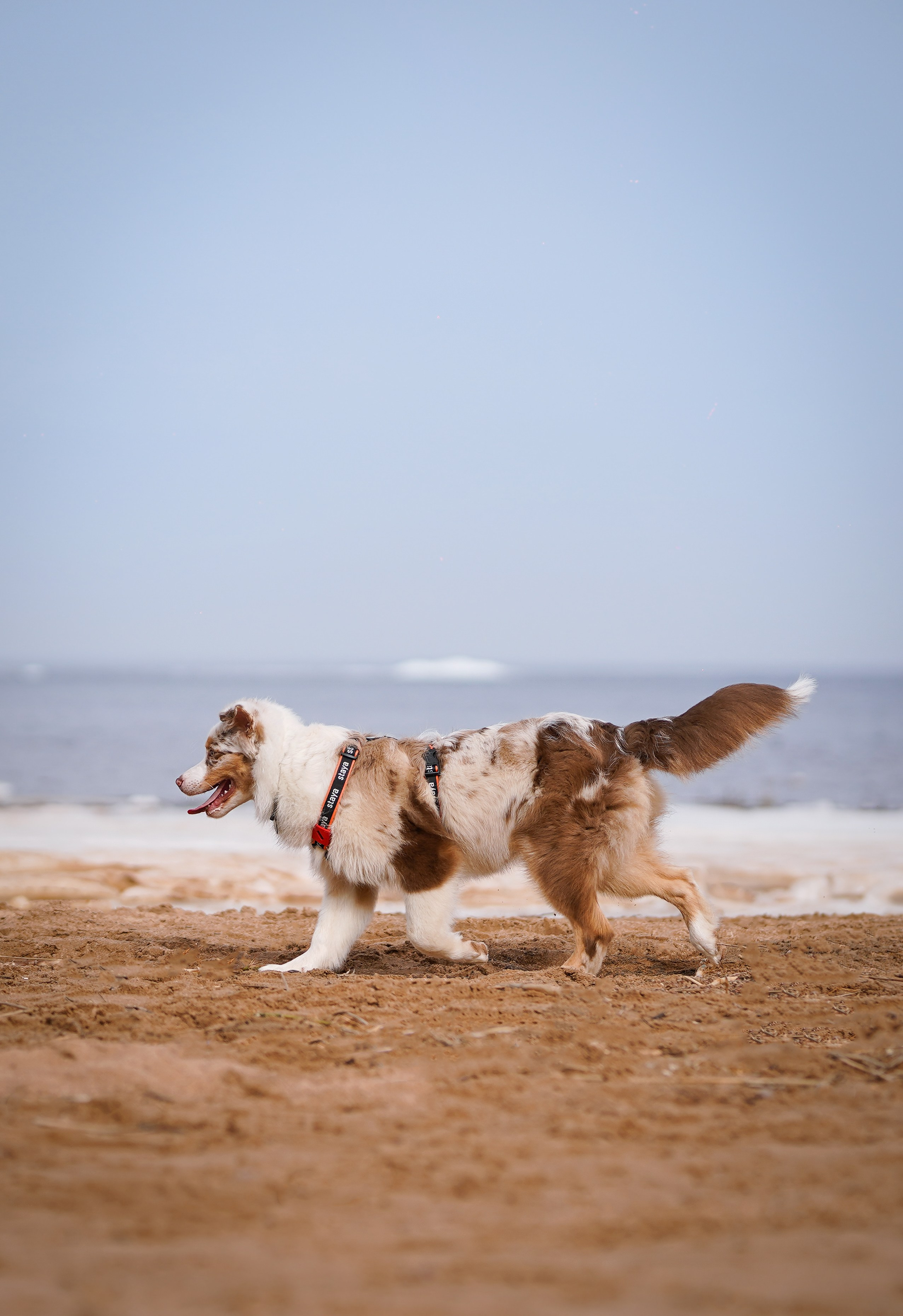 Аусси на Ладоге. Фотограф-анималист в Санкт-Петербурге Яна Мартынова