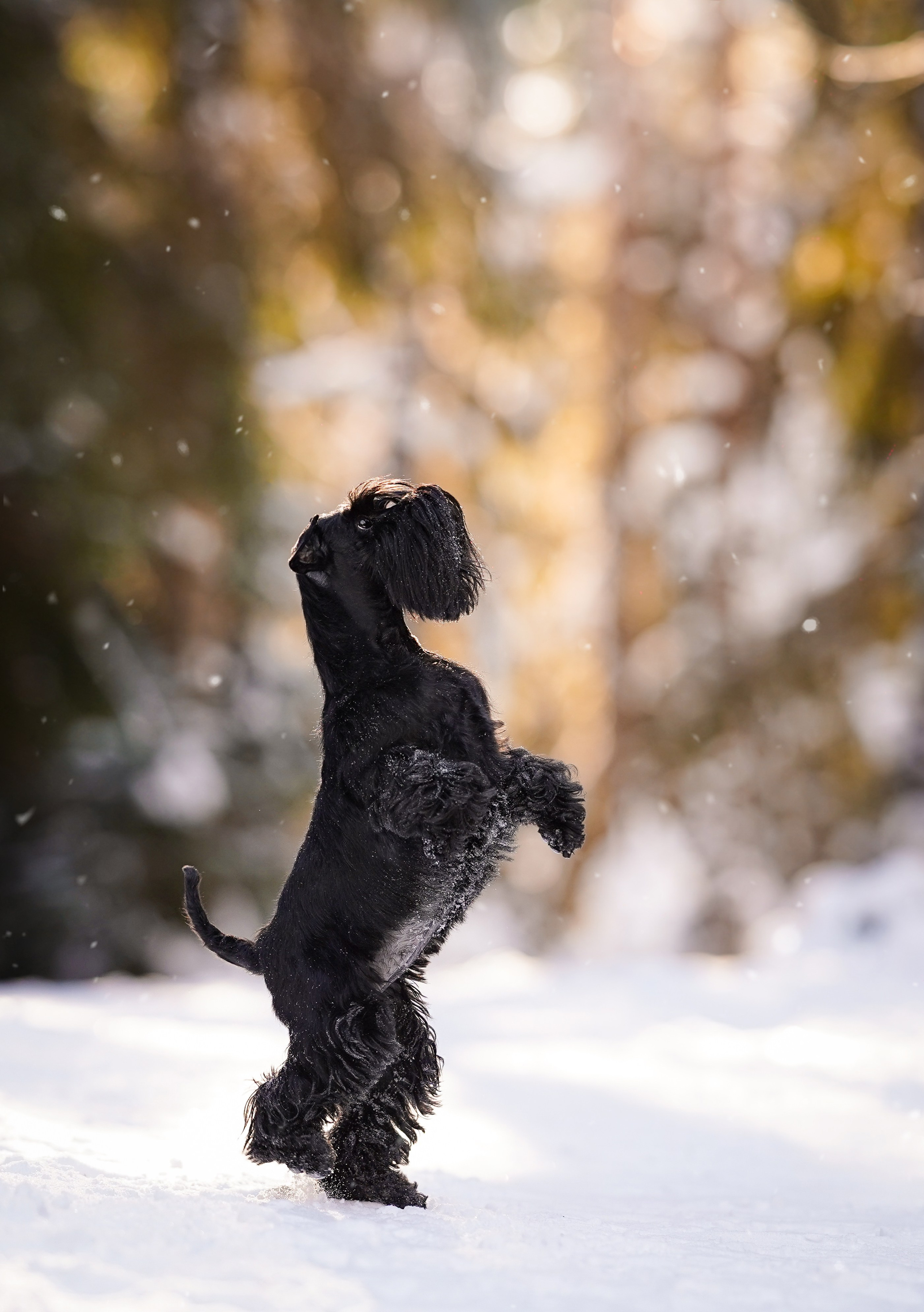 Настя Энзо и Мия. Фотограф-анималист в Санкт-Петербурге Яна Мартынова