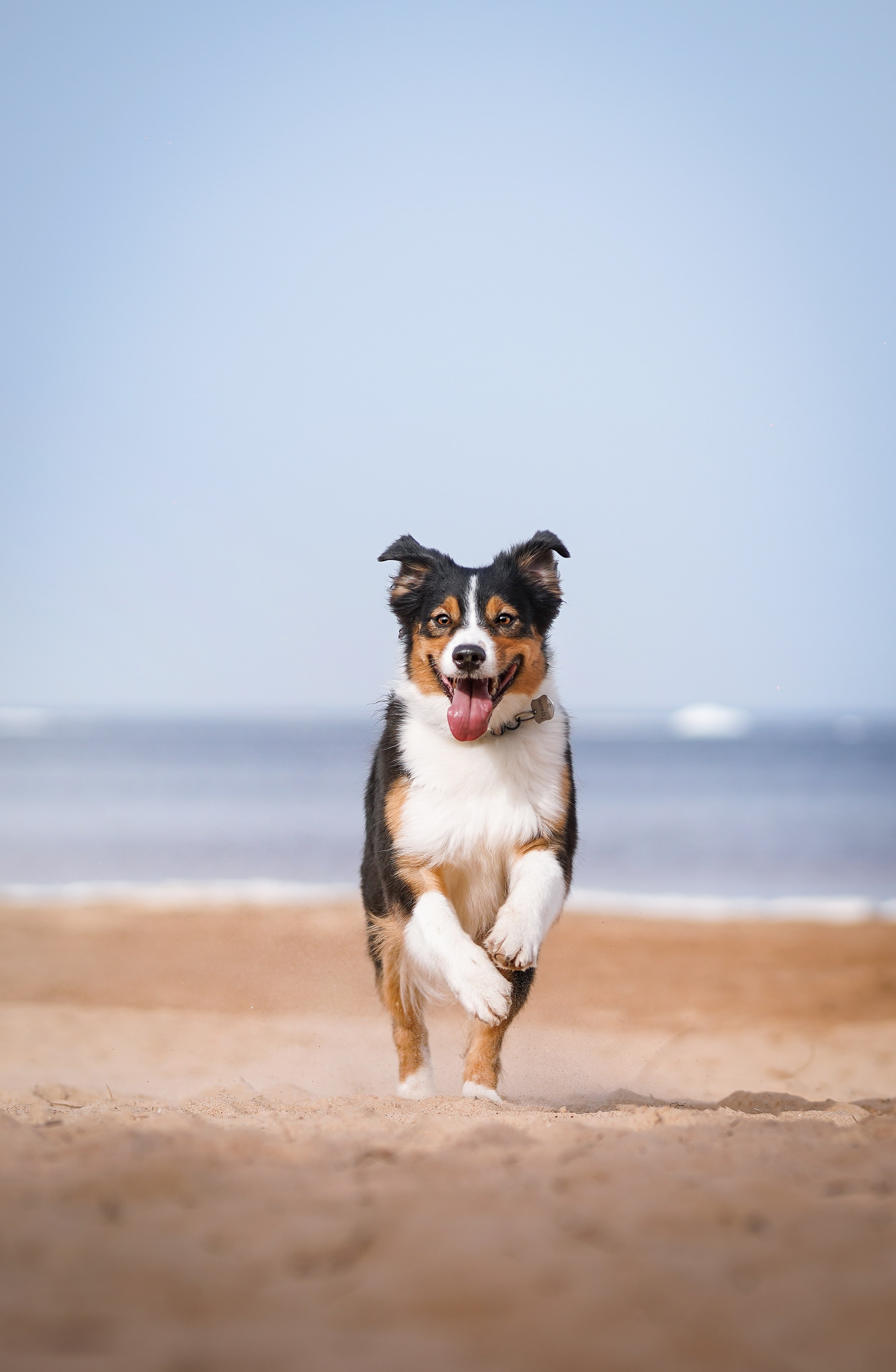 Аусси на Ладоге. Фотограф-анималист в Санкт-Петербурге Яна Мартынова
