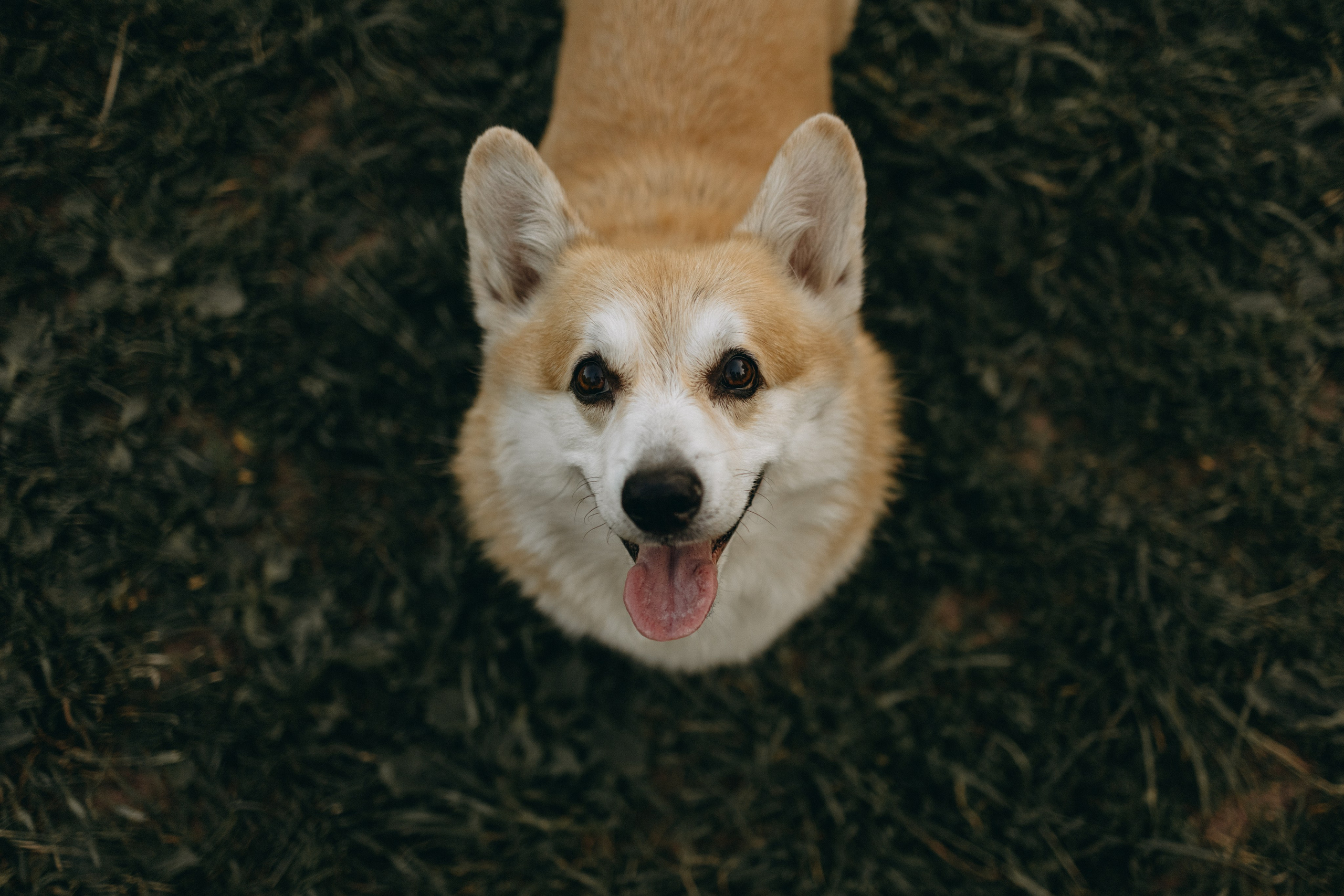 Кристина и Шелби. Фотограф — Анималист | Санкт-Петербург