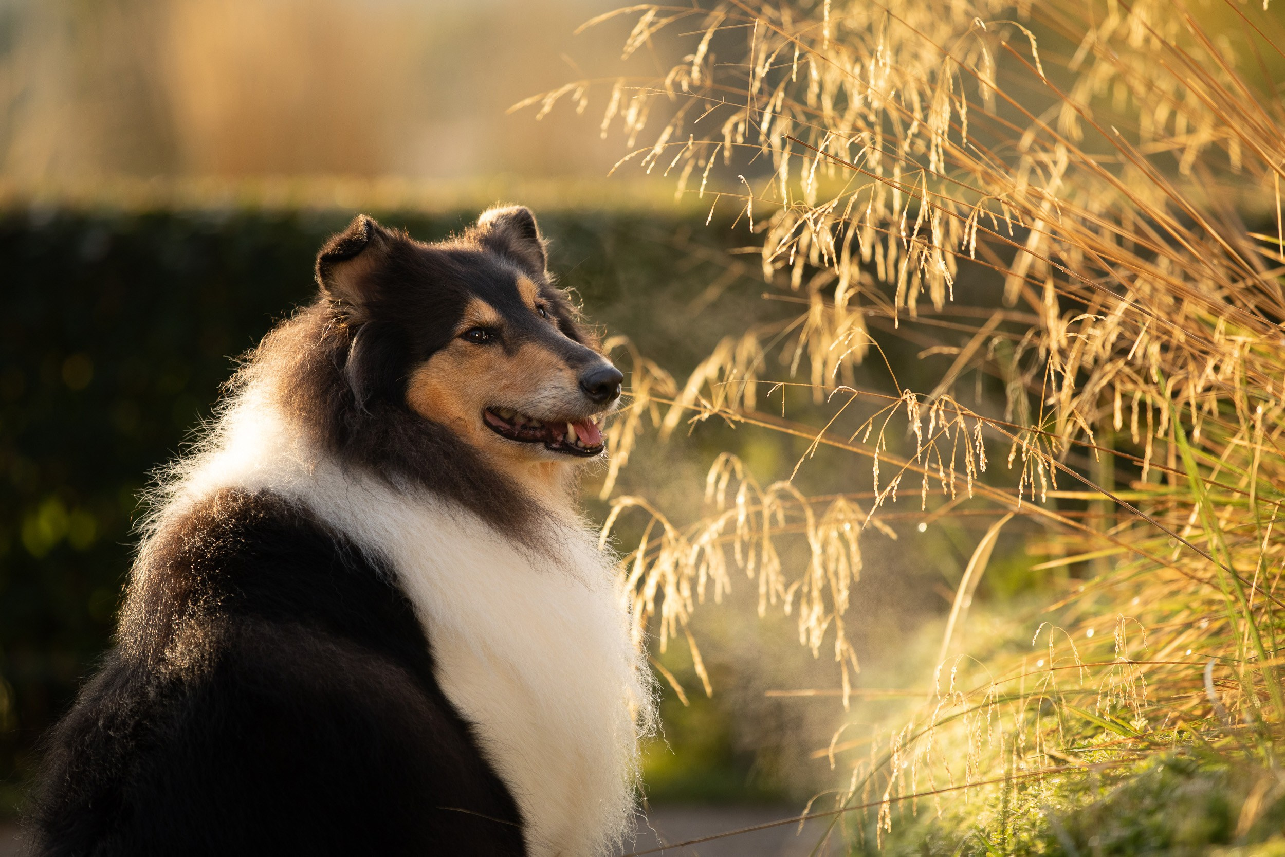 Съемка с питомцем на рассвете в Москве. Фотограф-анималист в Москве и Московской области Татьяна Фролова