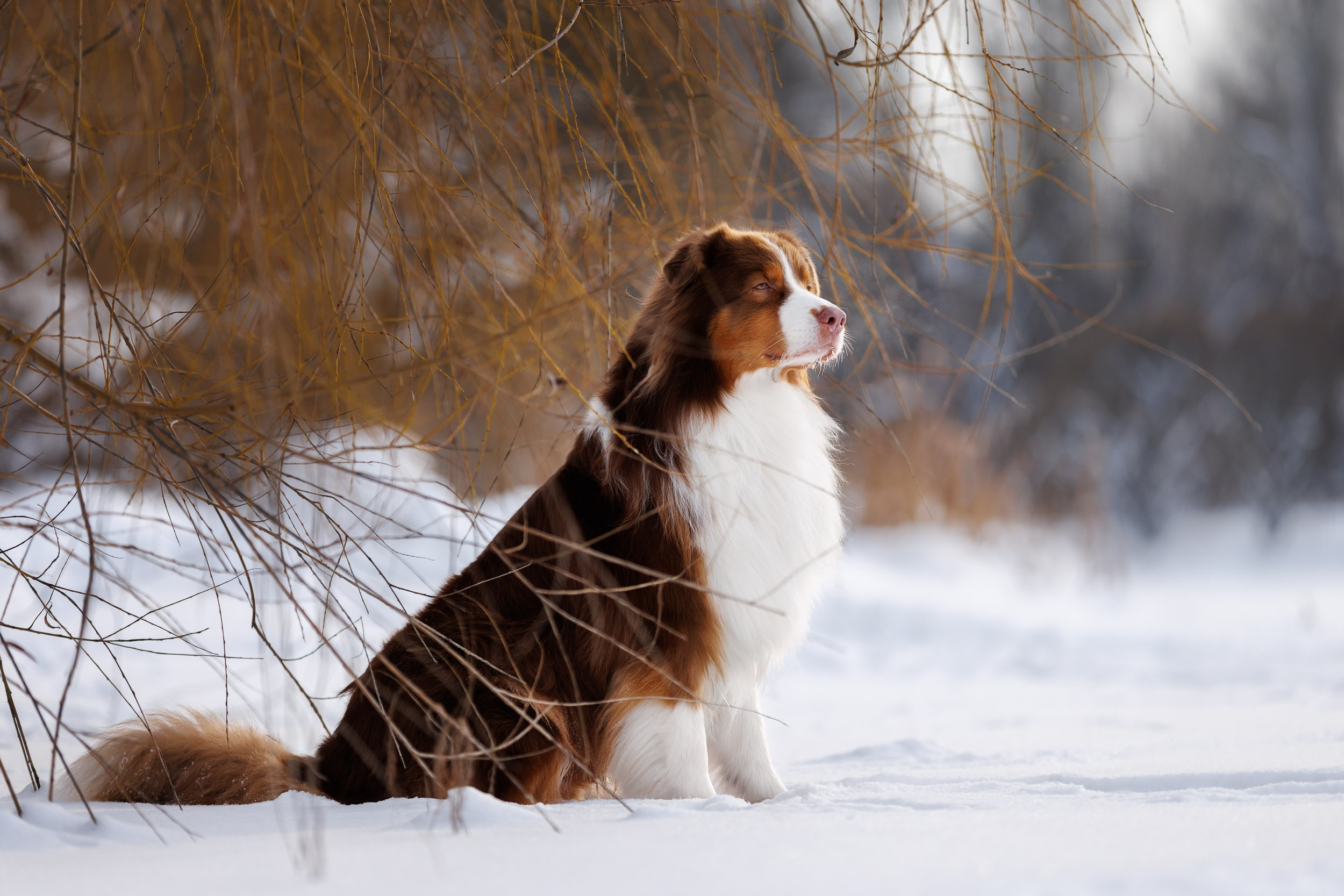 Марик и Дэн. Фотограф-анималист в Москве и Московской области Татьяна Фролова
