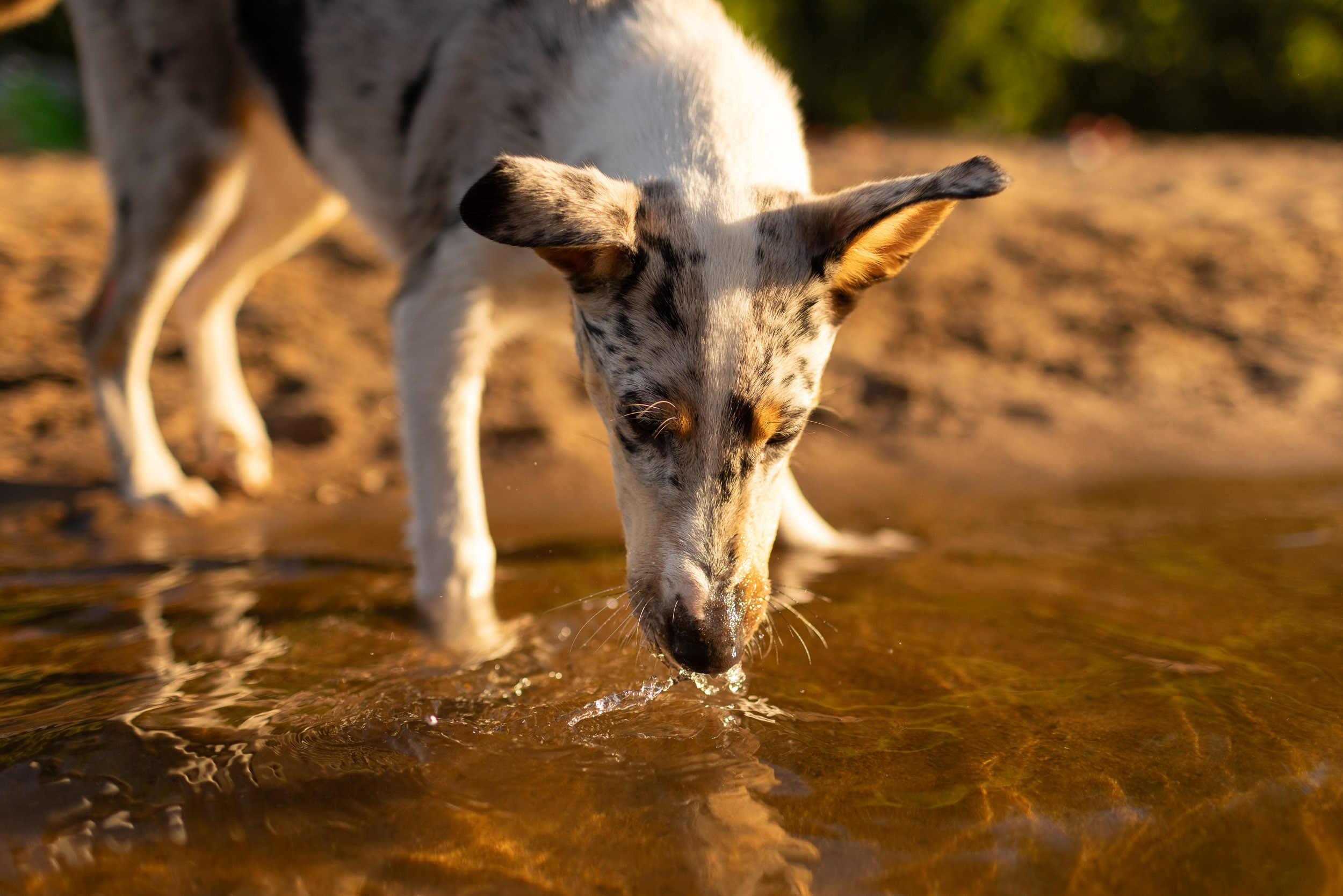 Купание щенков в стиле лайфстайл. Фотограф-анималист в Москве и Московской области Татьяна Фролова