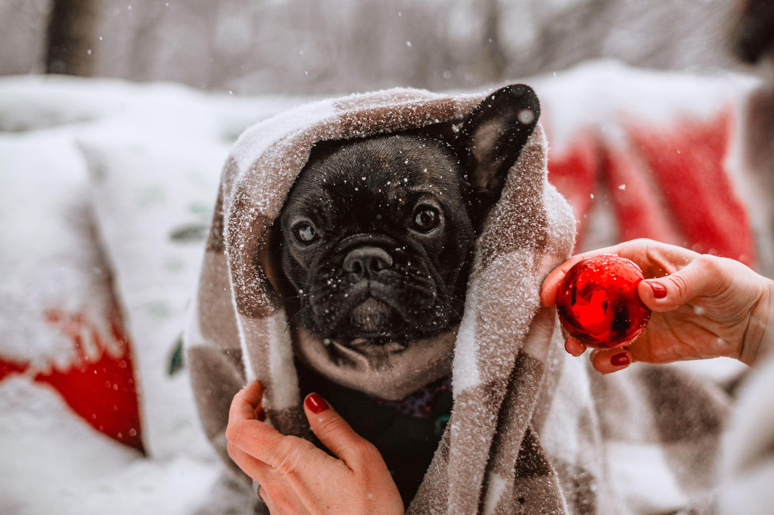 Кантри Хаус. Фотограф-анималист Татьяна Степанова