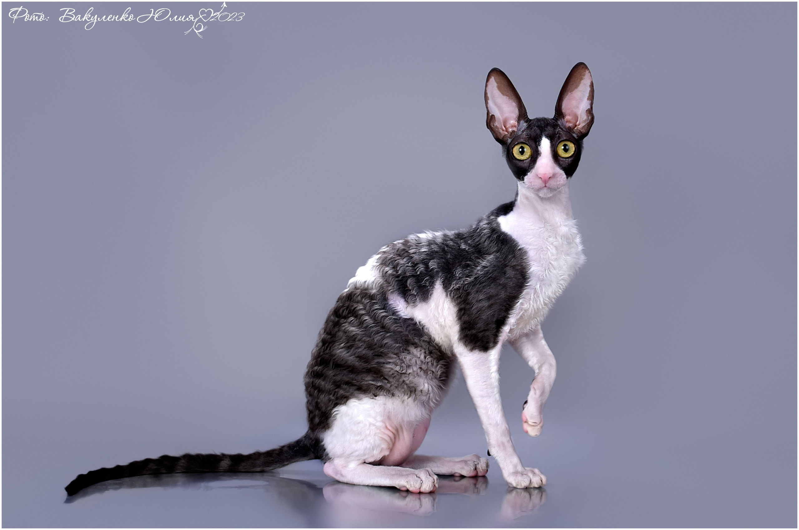 Взрослые. Фотограф анималист | семейный Юлия Вакуленко, г. Краснодар