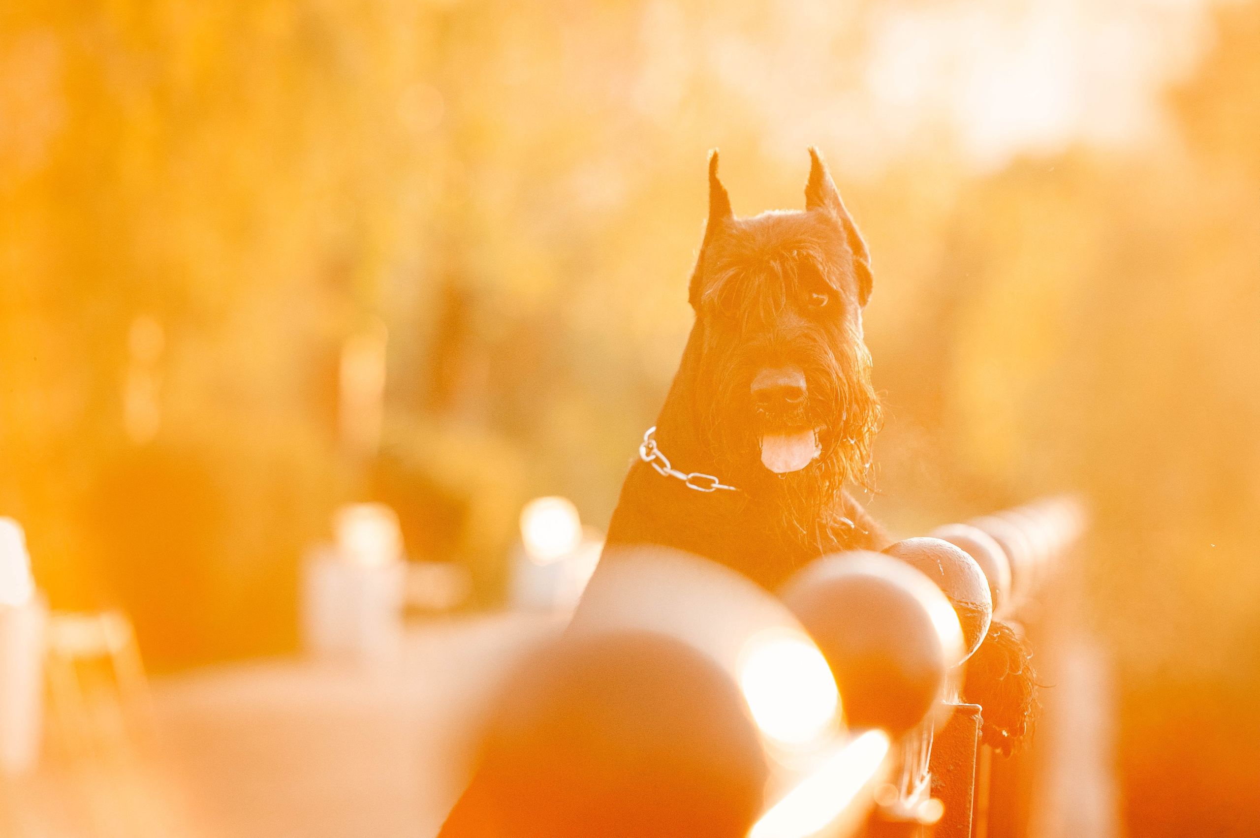 Рассветная прогулка в Мытищенском парке. Фотограф-анималист