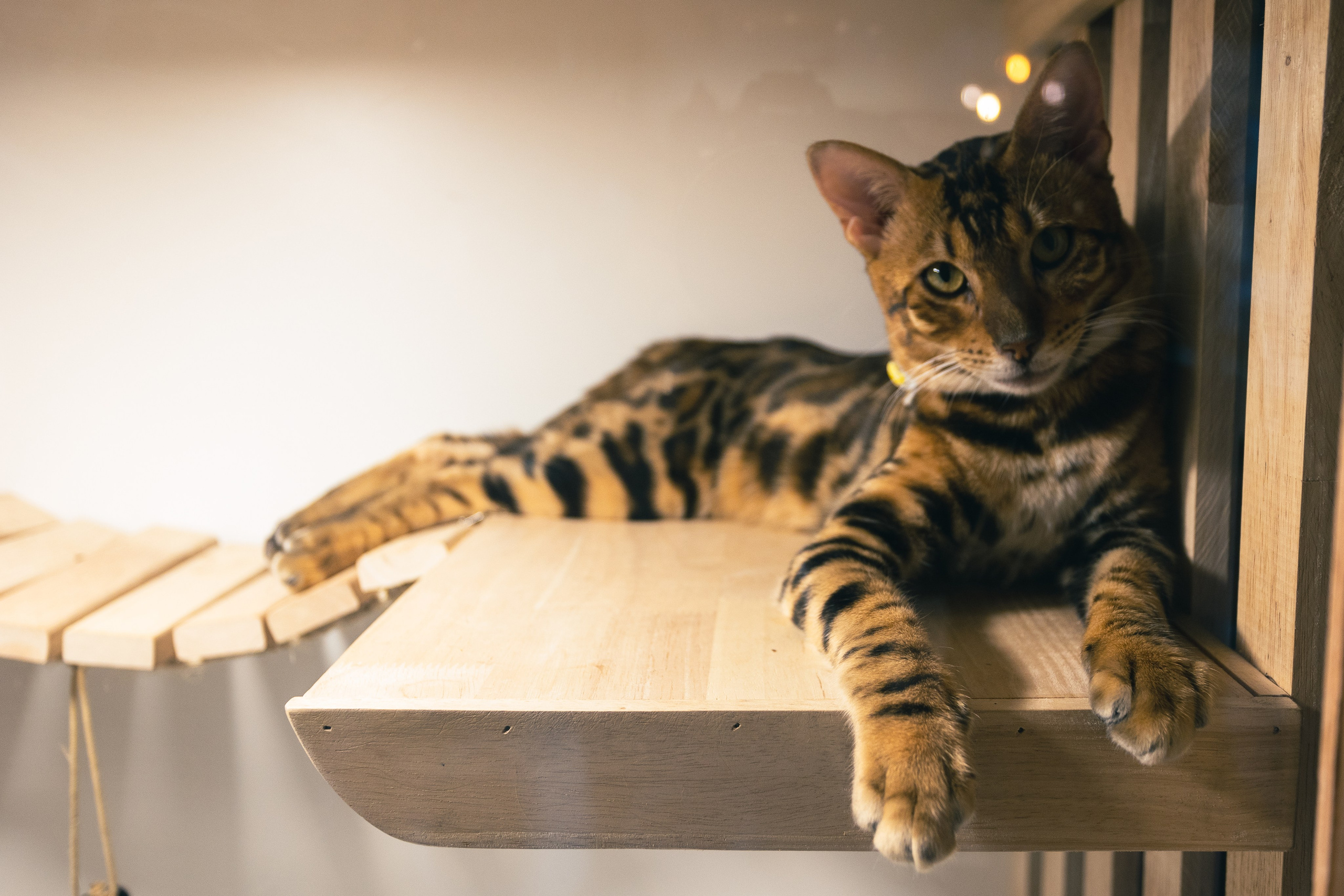 Cazz Cafe. Фотограф Сонкина Татьяна