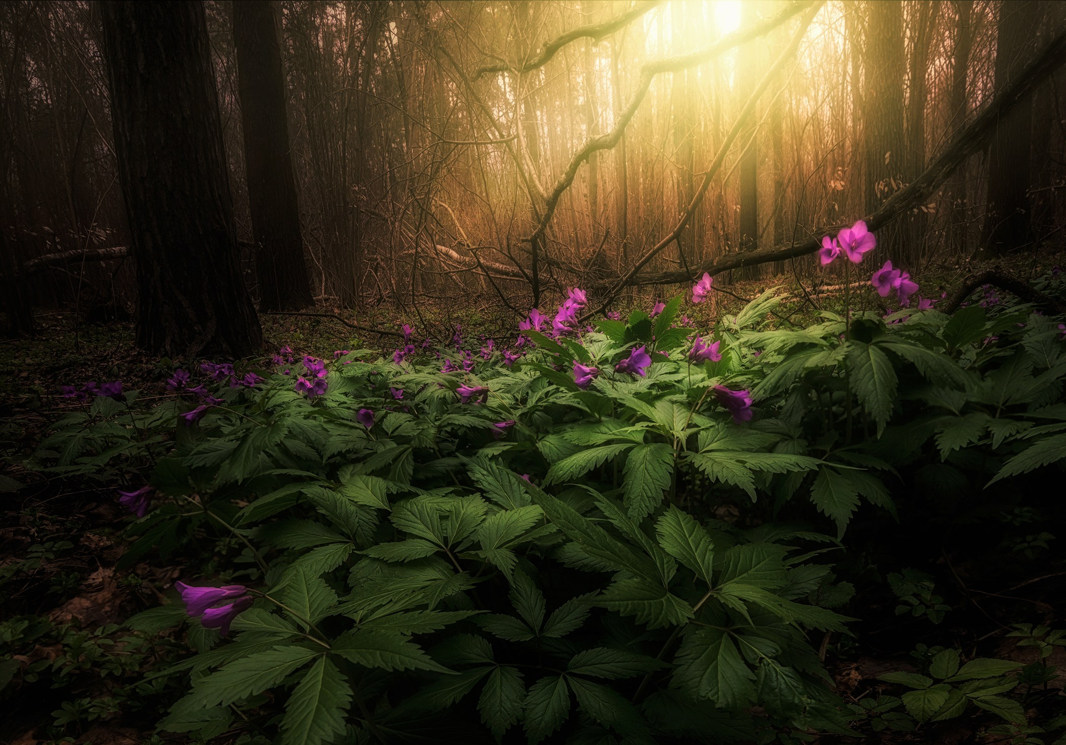 Volkovart.ru forest landscapes. Volkovart.online nature photography