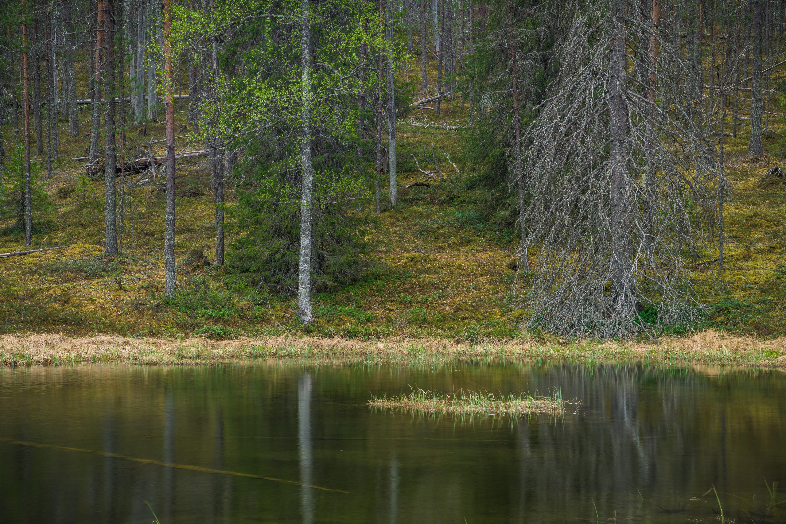 Начало лета в Короуоме. Северные Ночи