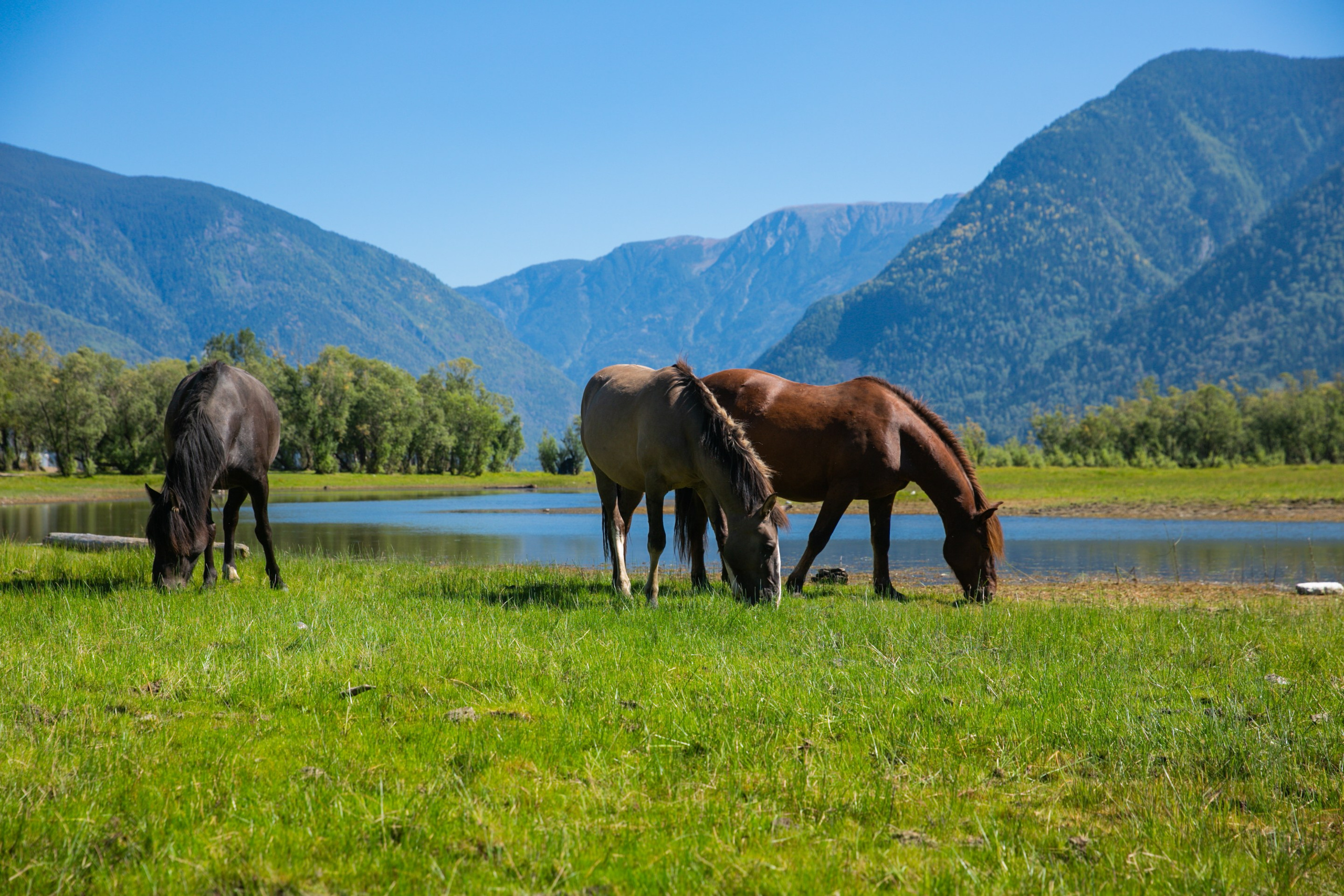 Алтай. Репортажный фотограф в Москве Зуйко Оксана