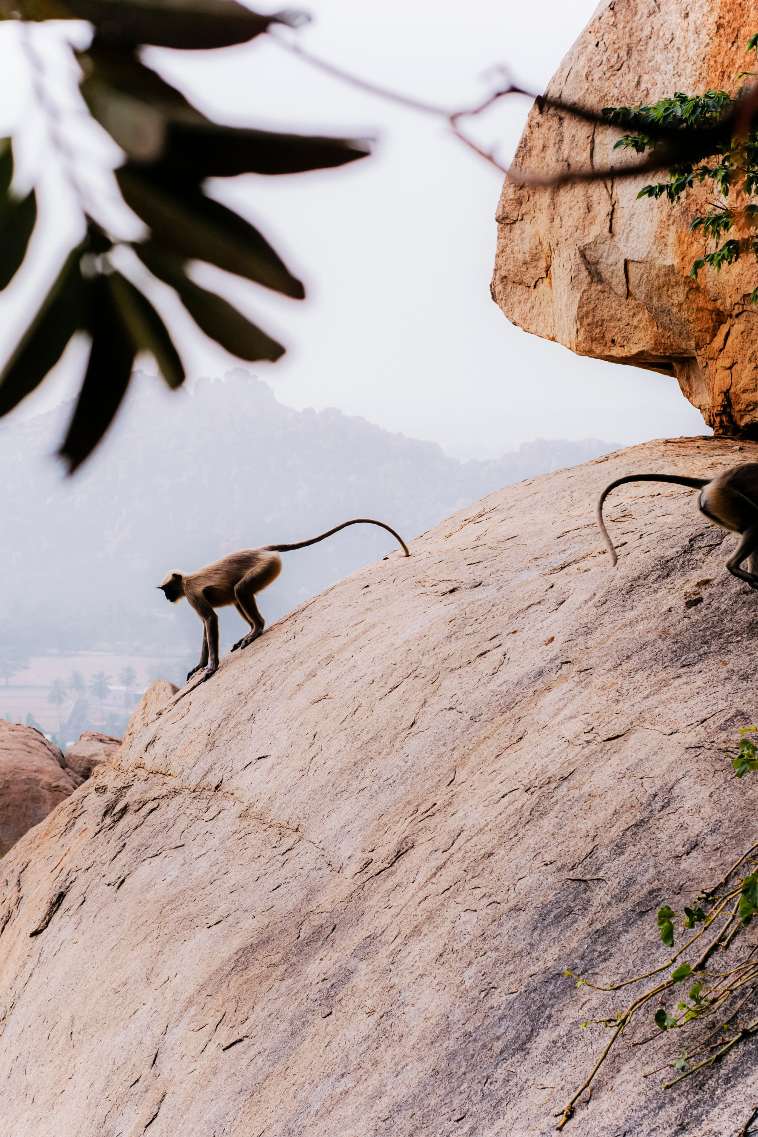Хампи стрит фото. Iraogo