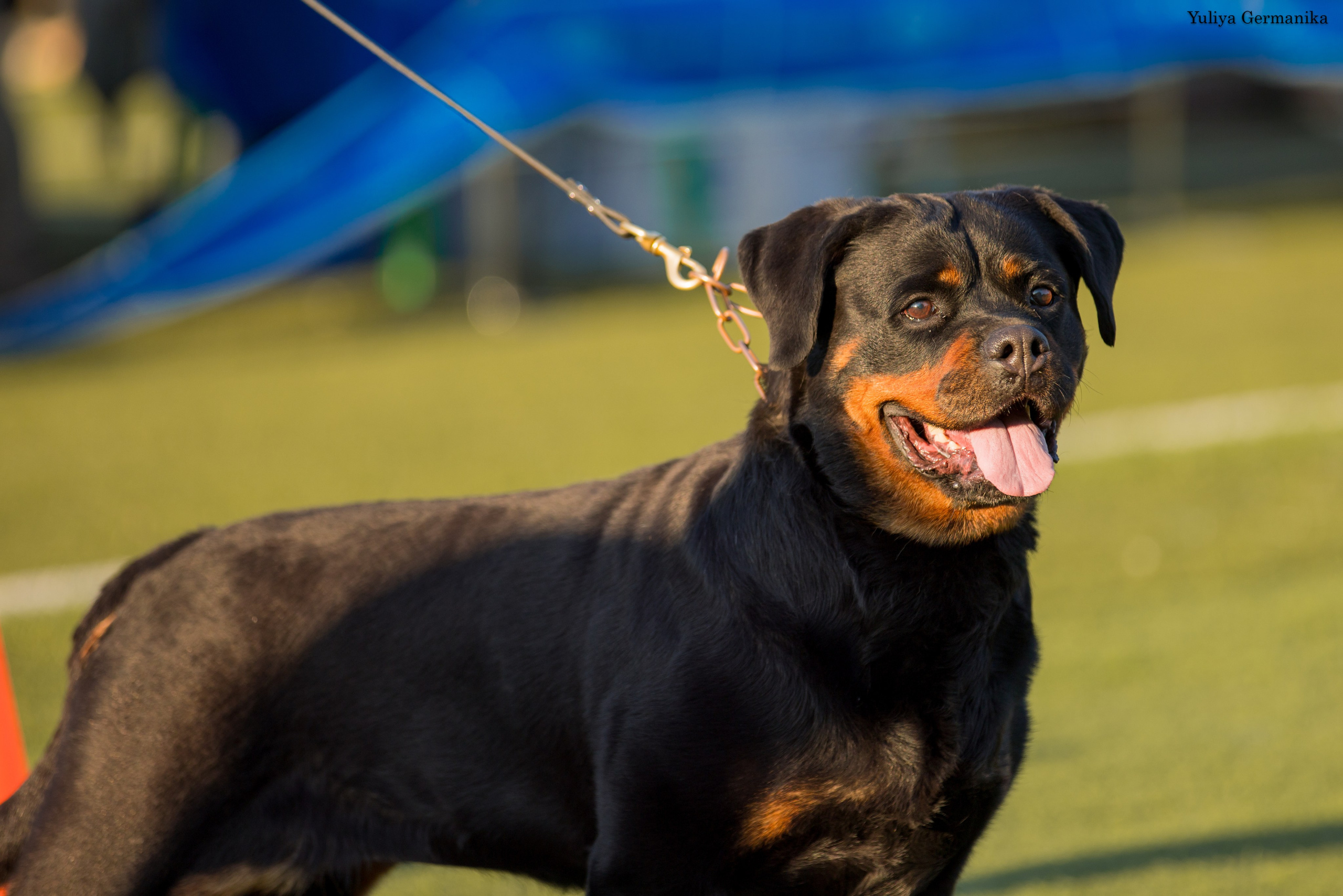 Анапа 16-17.09.2023 моно ротвейлеров. Фотограф-анималист Юлия Германика