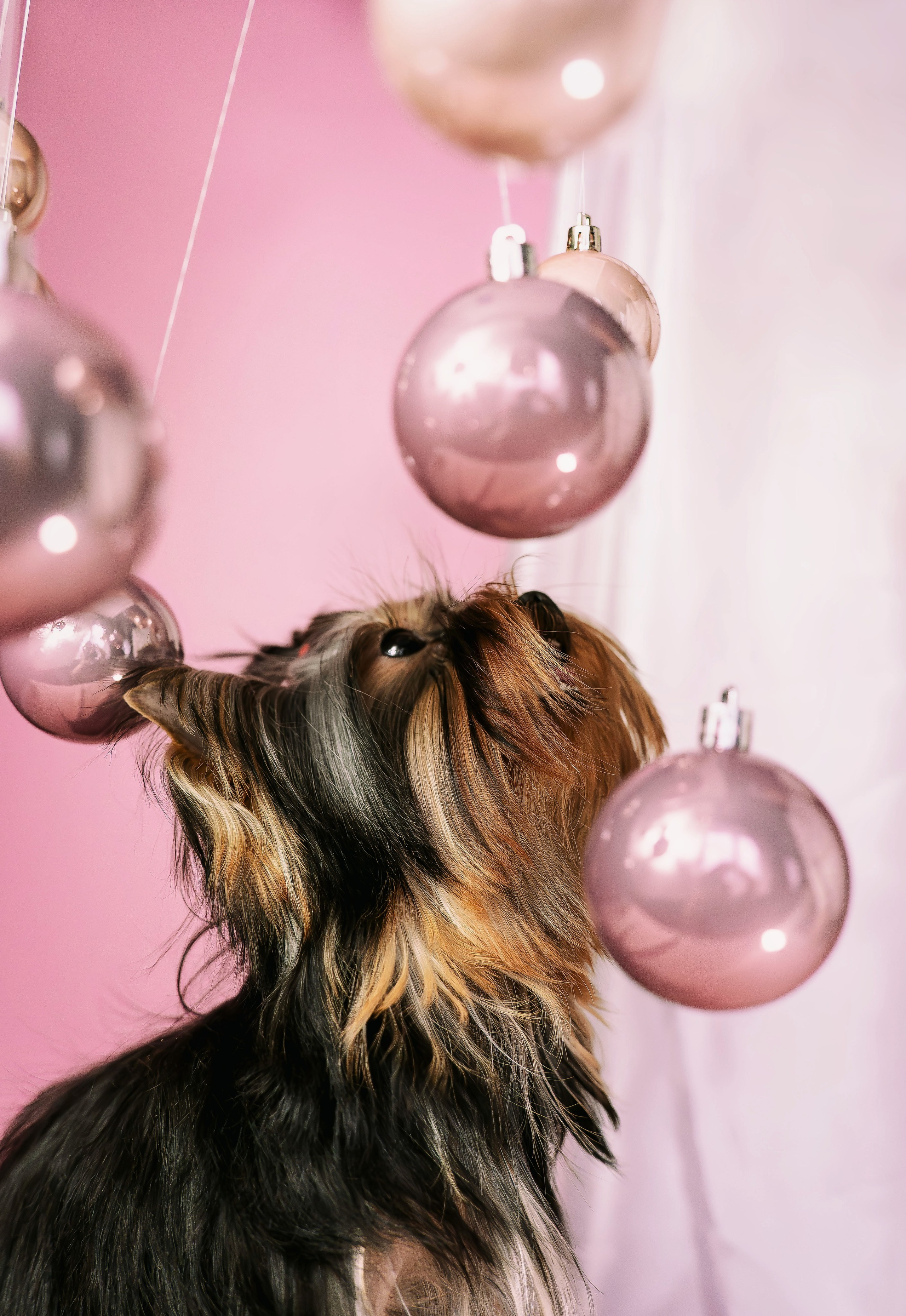 Малышка йорк Никуша. Семейный фотограф анималист г. Находка