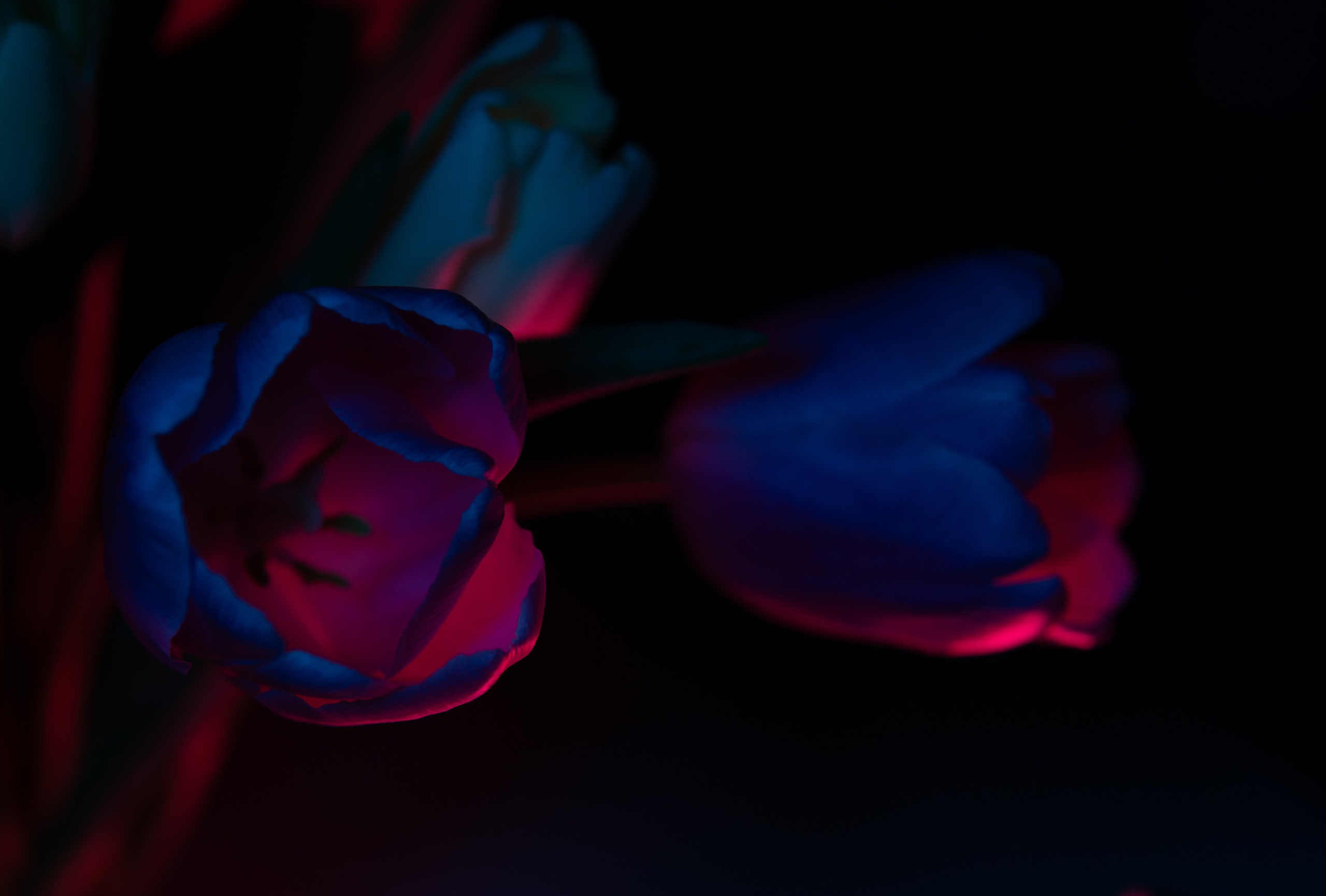 Цветы и свет. Фотограф в Москве Юлия Першина