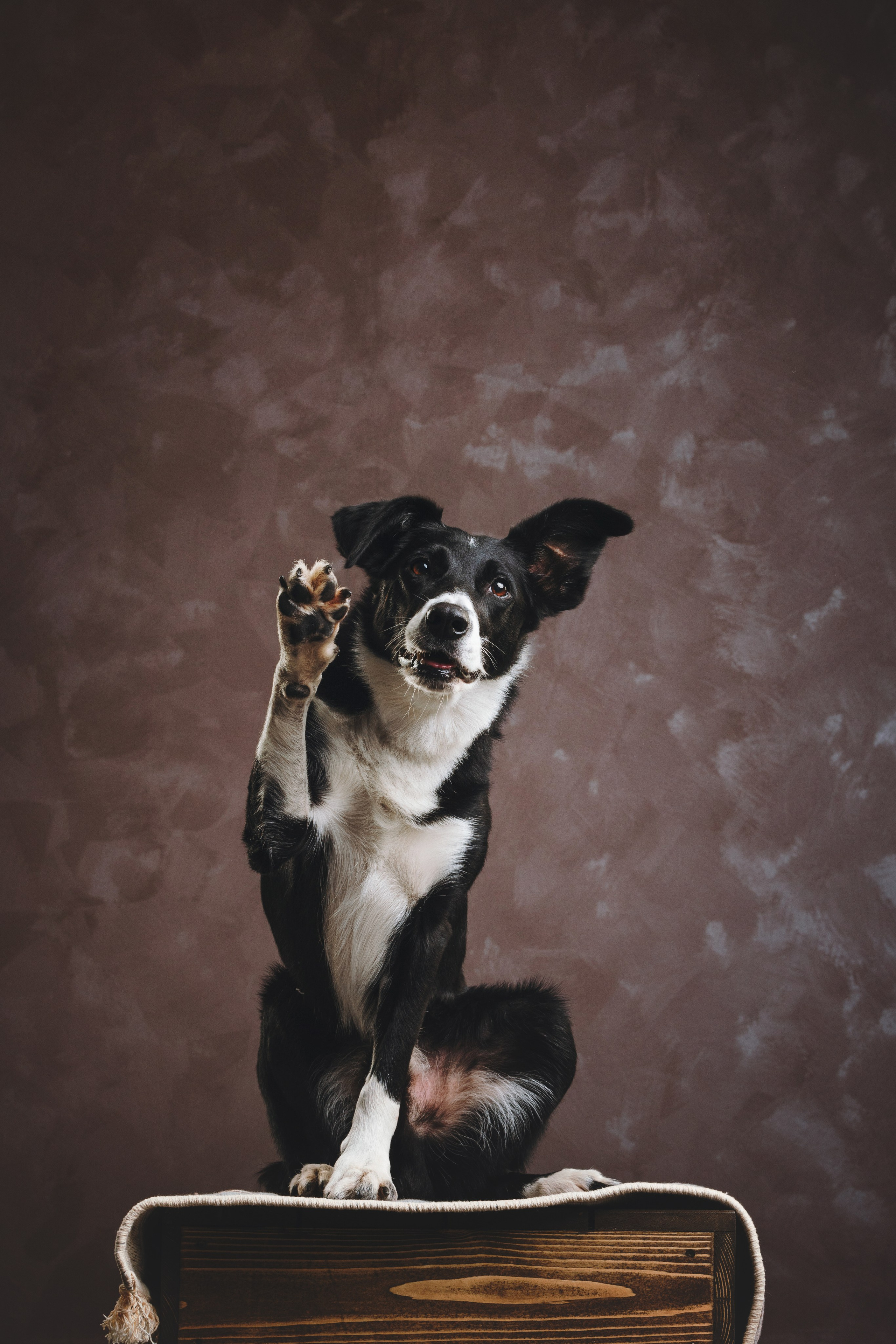 Бордер-колли. Фотограф анималист Осипчикова Мария