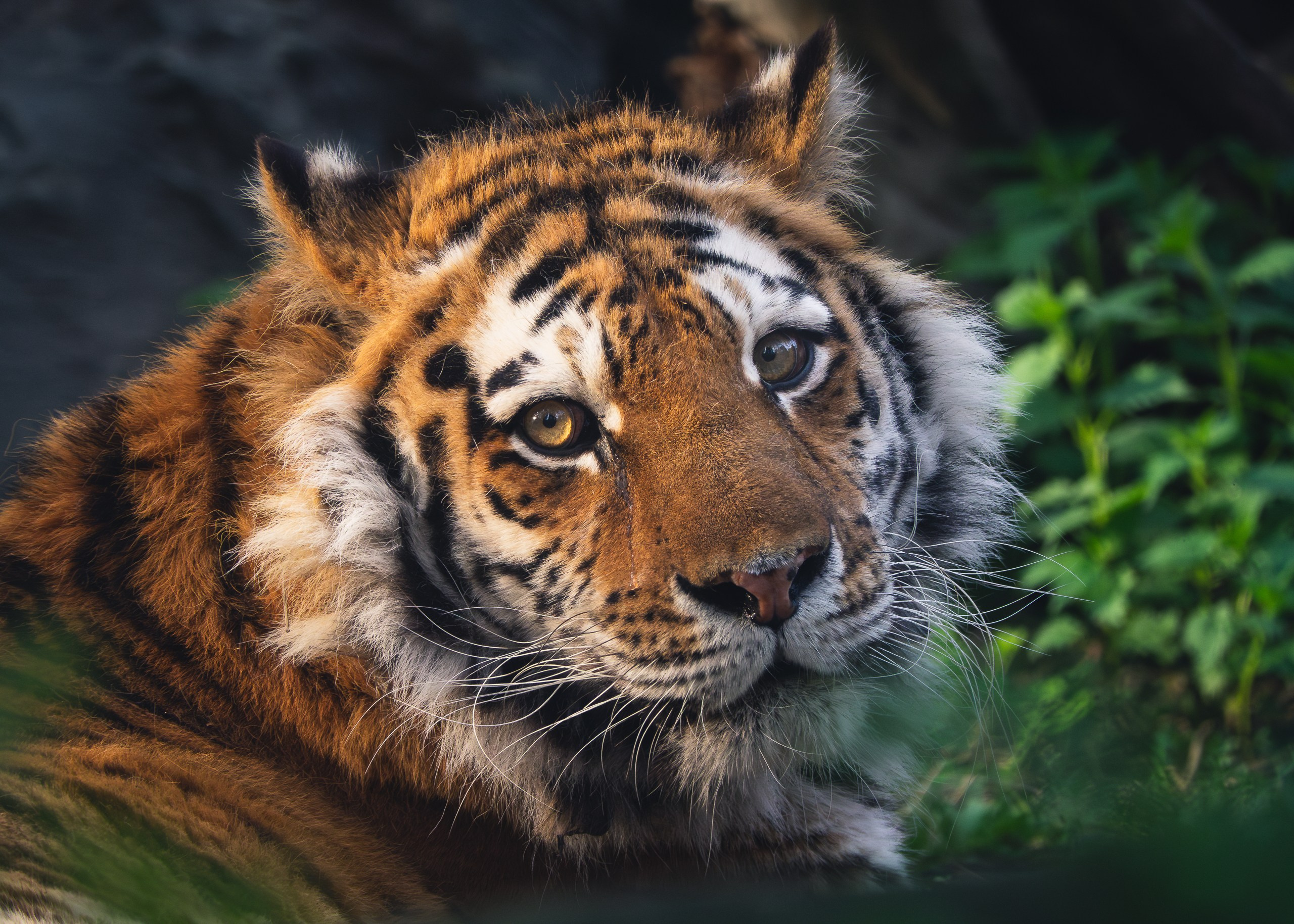 Wildlife. AndreyRKT Photo