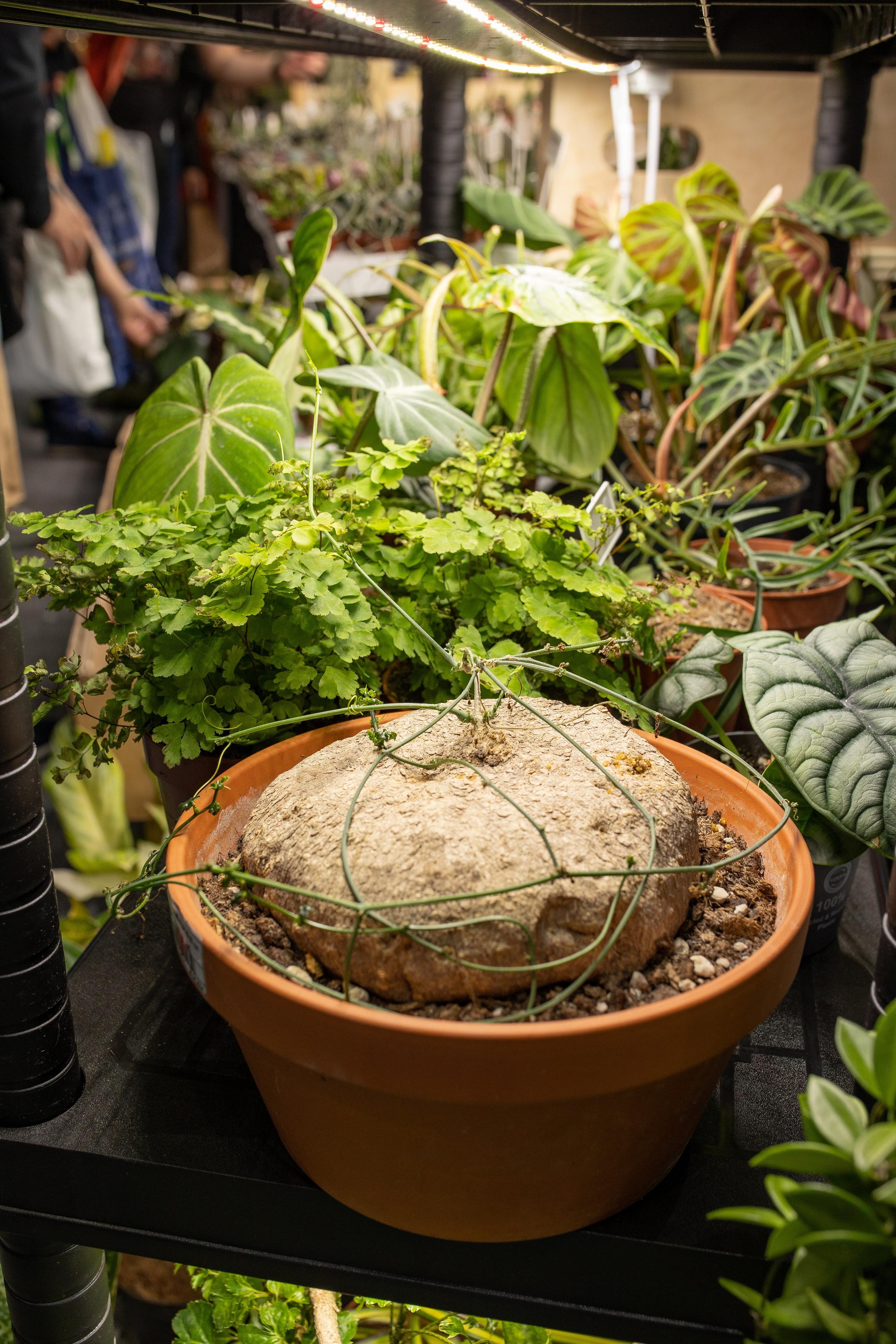 Орхидиум июнь 2024. Александра Куликова фотограф, Москва