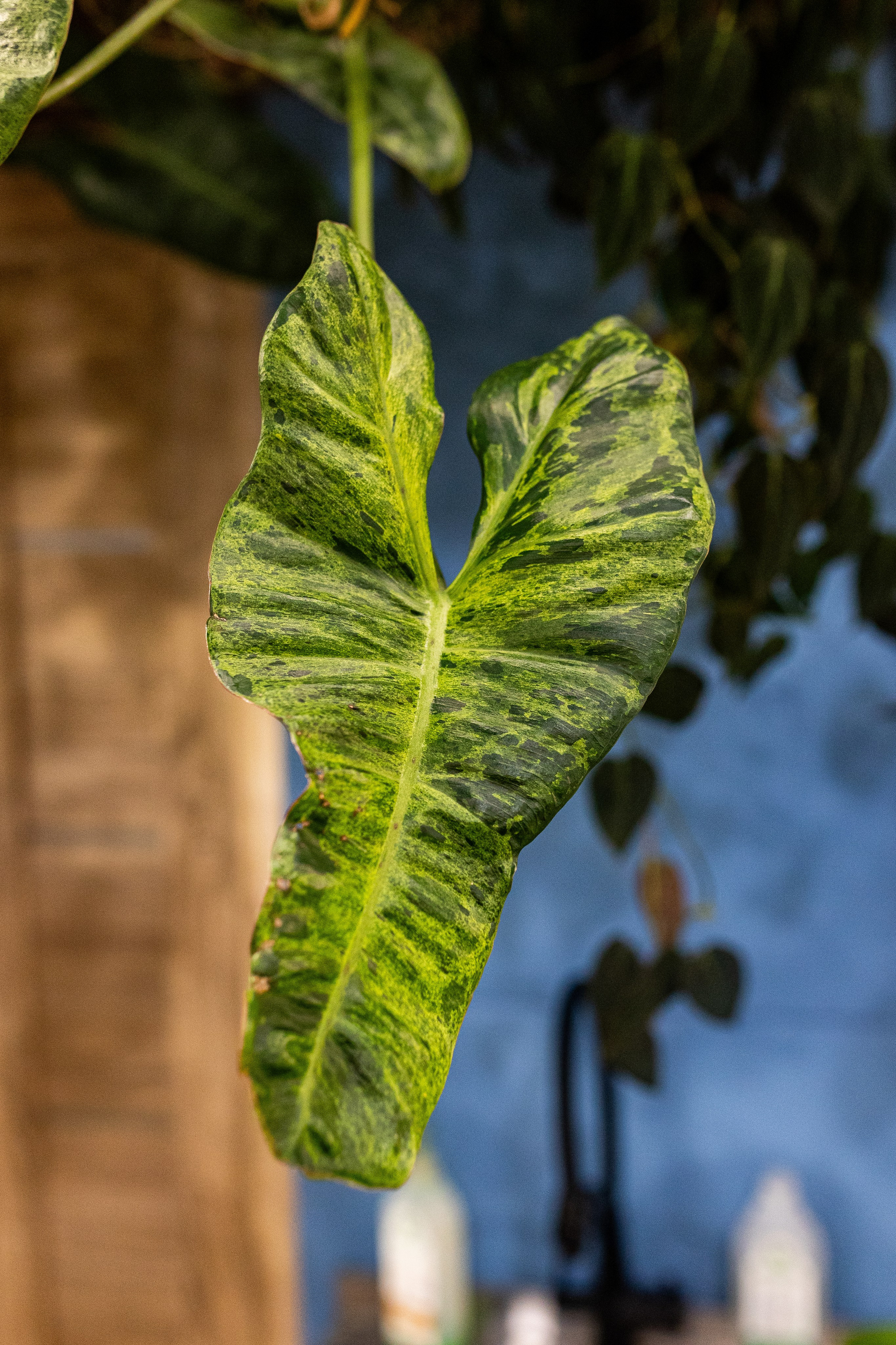 GreenRare ярмарка 2024. Александра Куликова фотограф, Москва