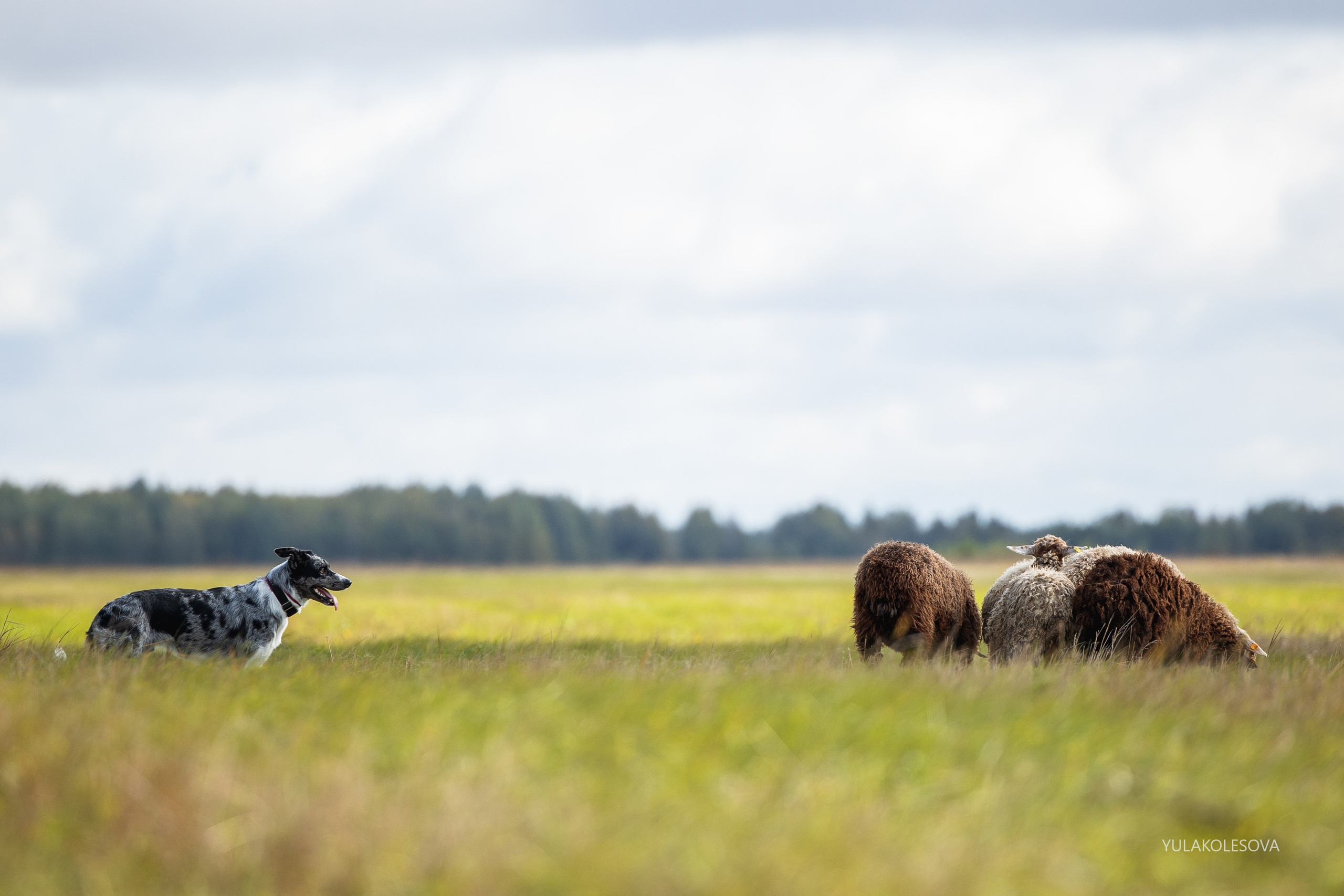 Пастуший интенсив, сентябрь 2024. YULA KOLESOVA | Фотограф — Анималист | Художник | Тюмень