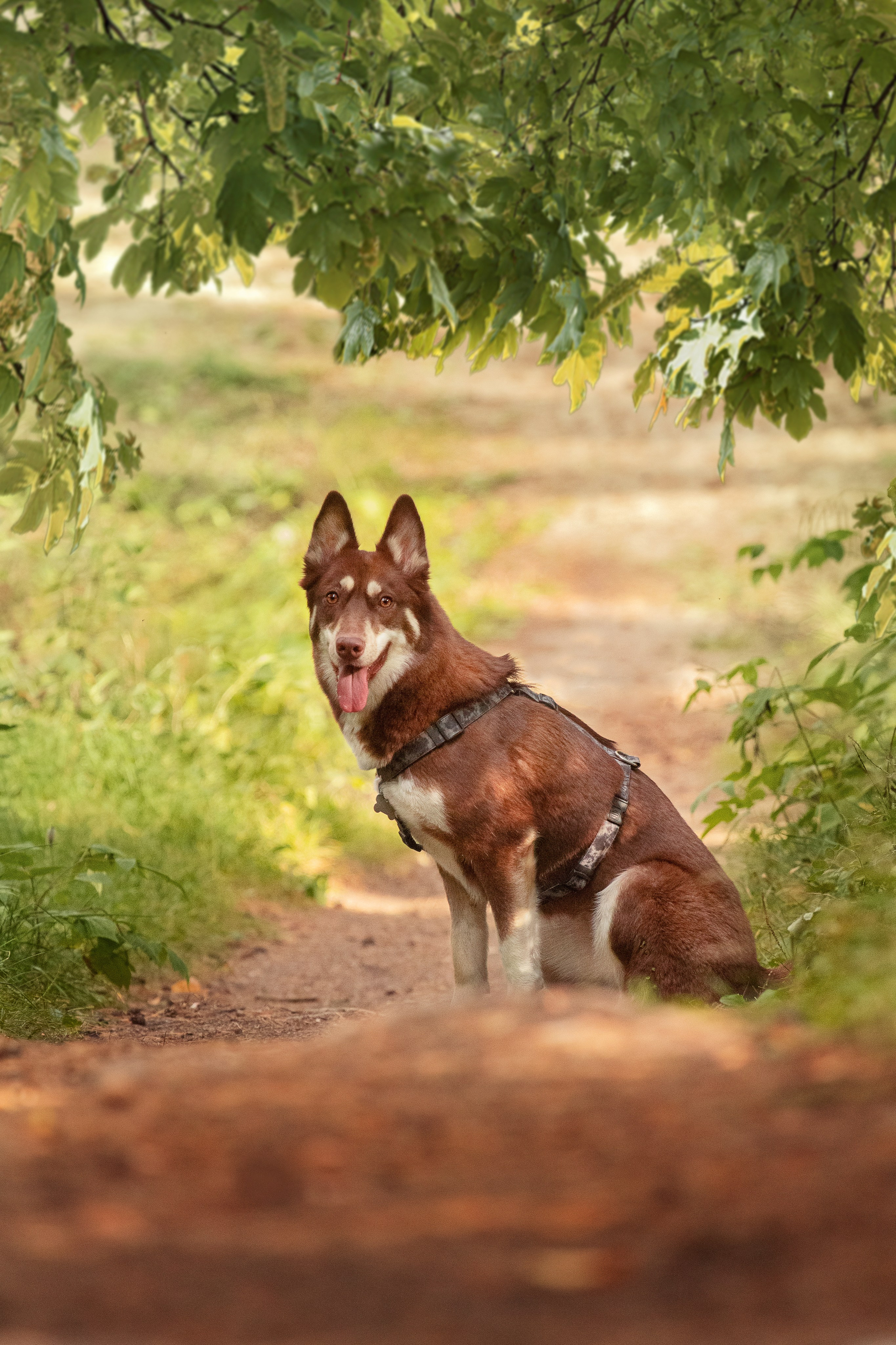 Светлана и Тисэ. YULA KOLESOVA | Фотограф — Анималист | Художник | Тюмень
