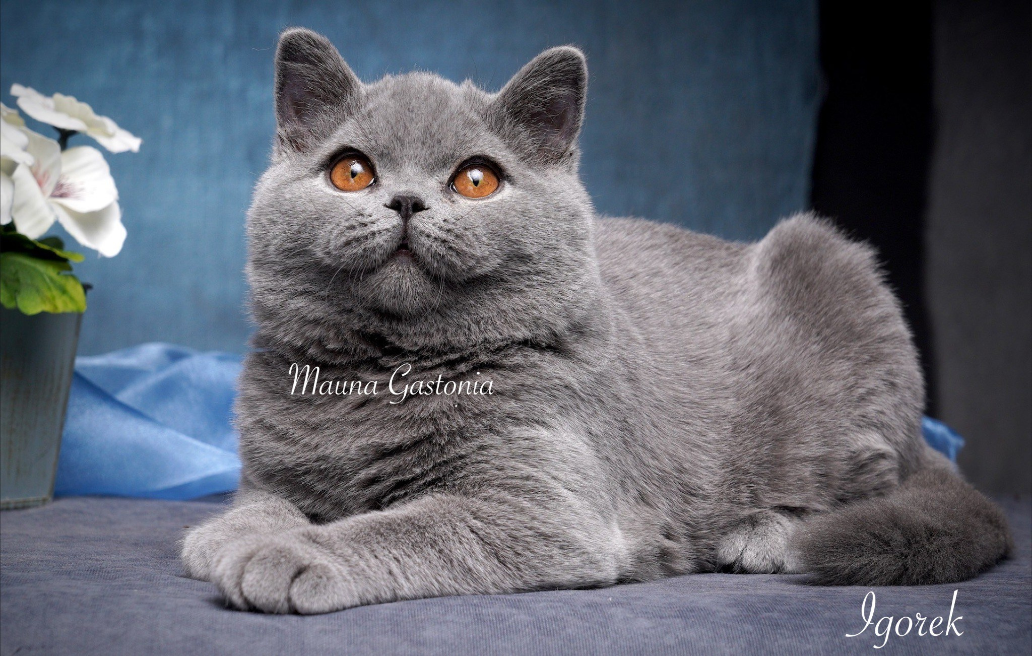 Igorek. Mauna Gastonia