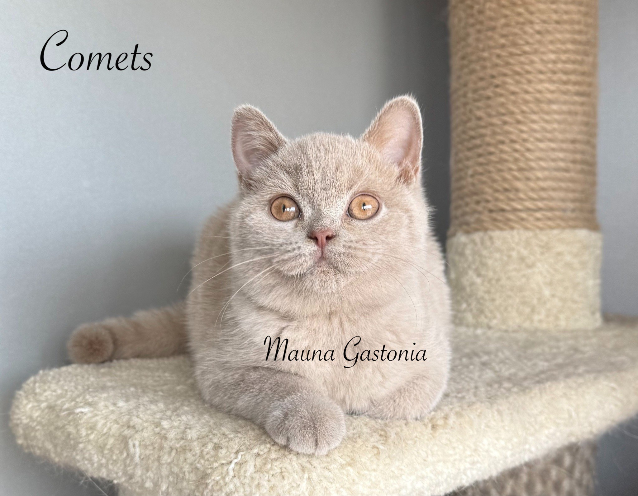 Comets. Mauna Gastonia