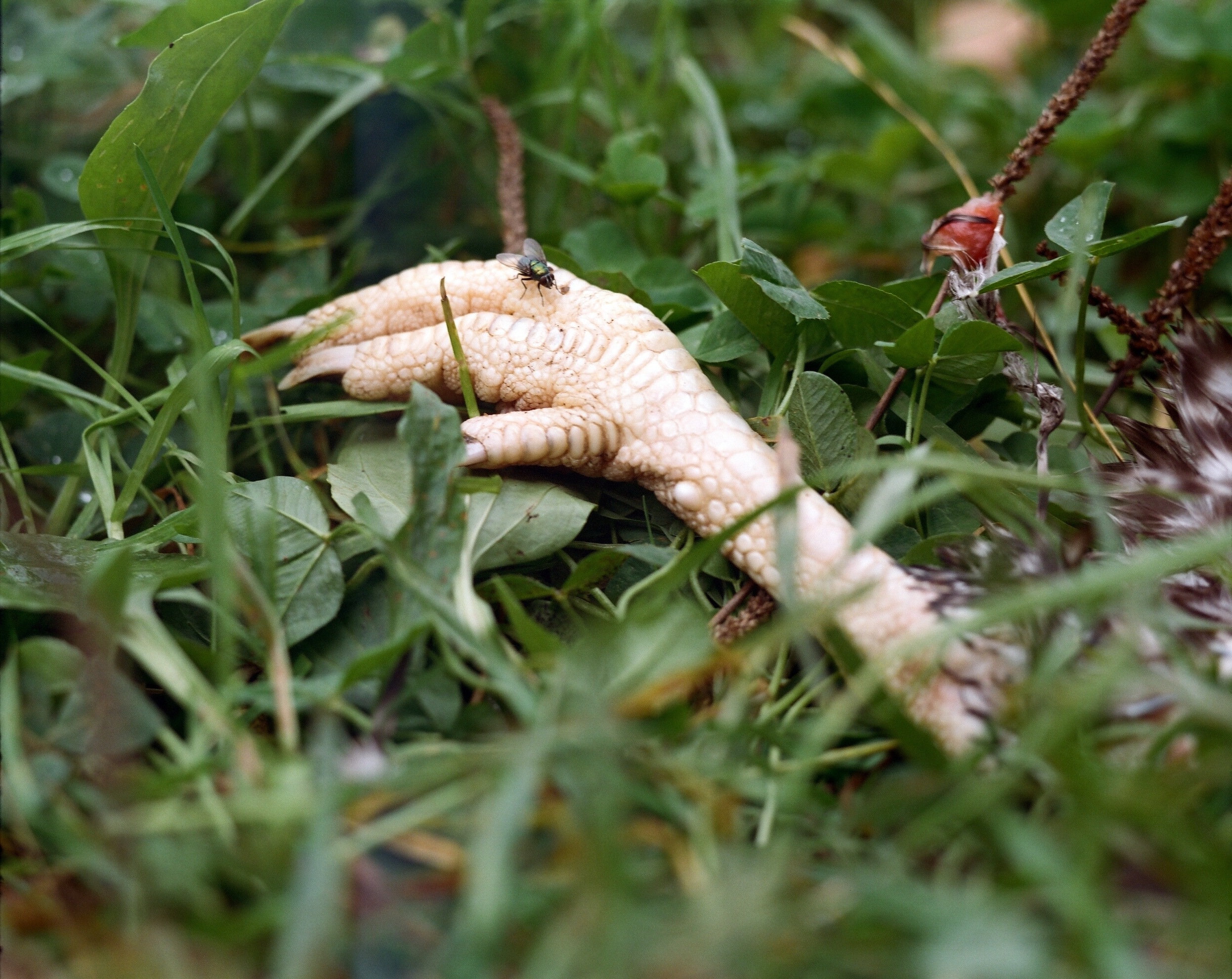 Дневник каньона. Екатерина Васильева художник, куратор и преподаватель