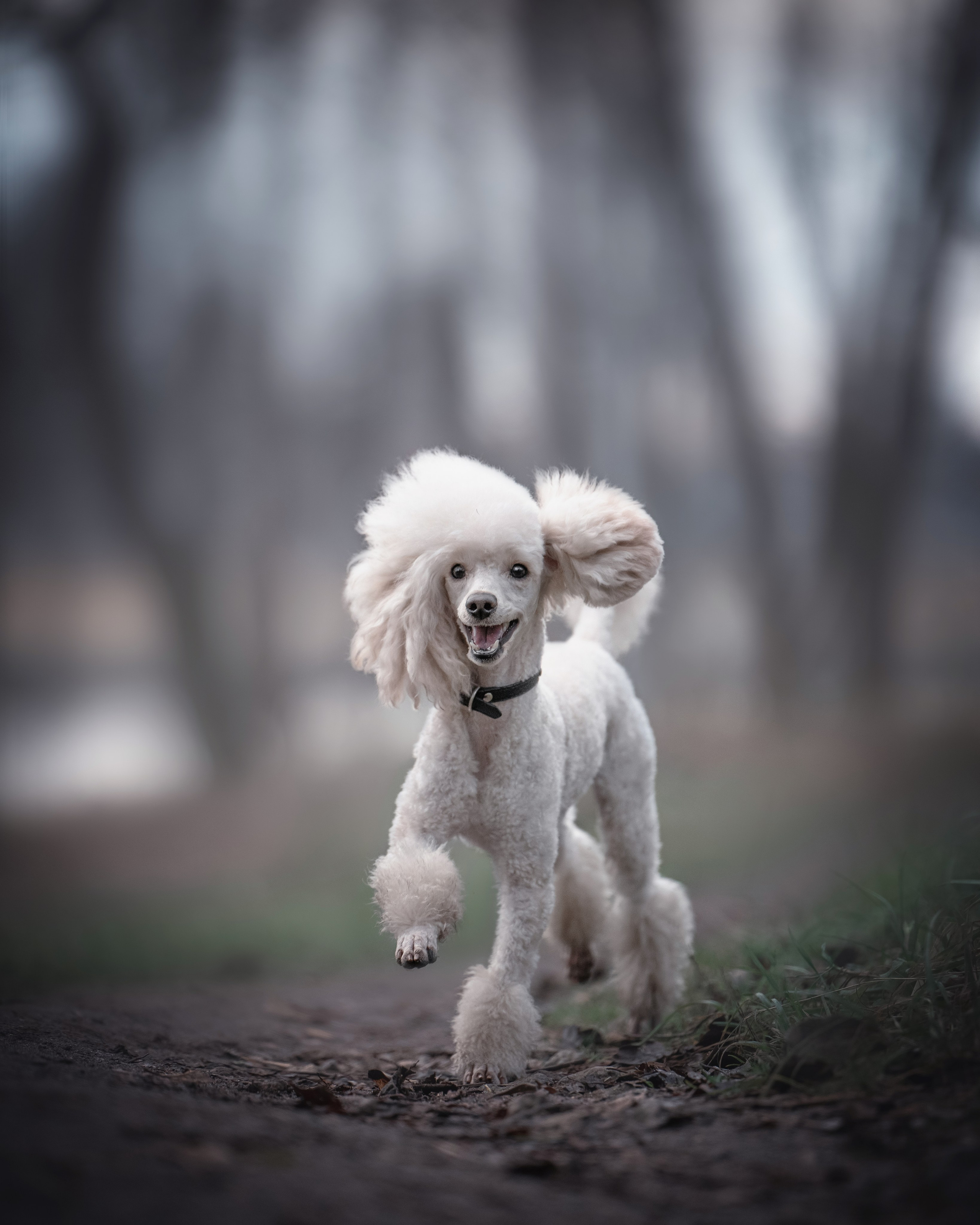 Миша и Лева. Фотограф анималист Осипчикова Мария