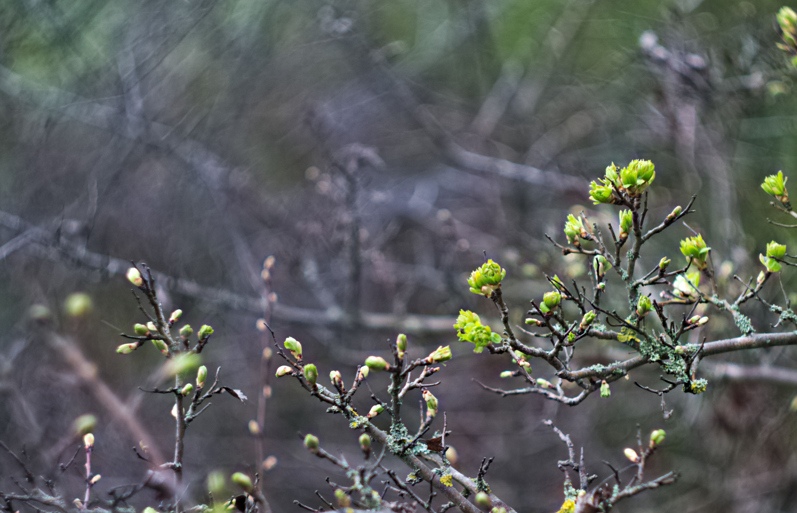 Для души. Сейчас вылетит ПТИЧКА! Фотосессии в Керчи