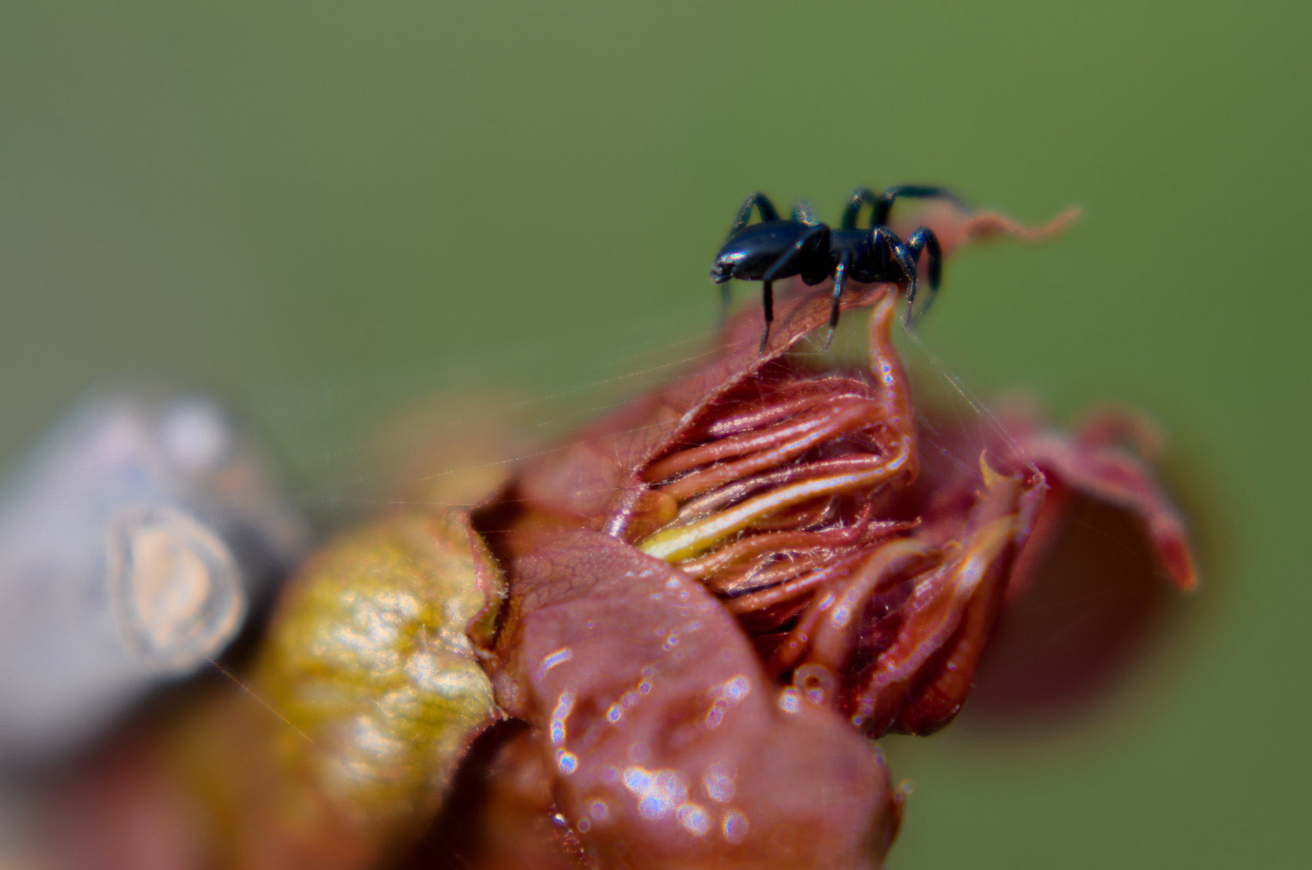 Для души. Сейчас вылетит ПТИЧКА! Фотосессии в Керчи