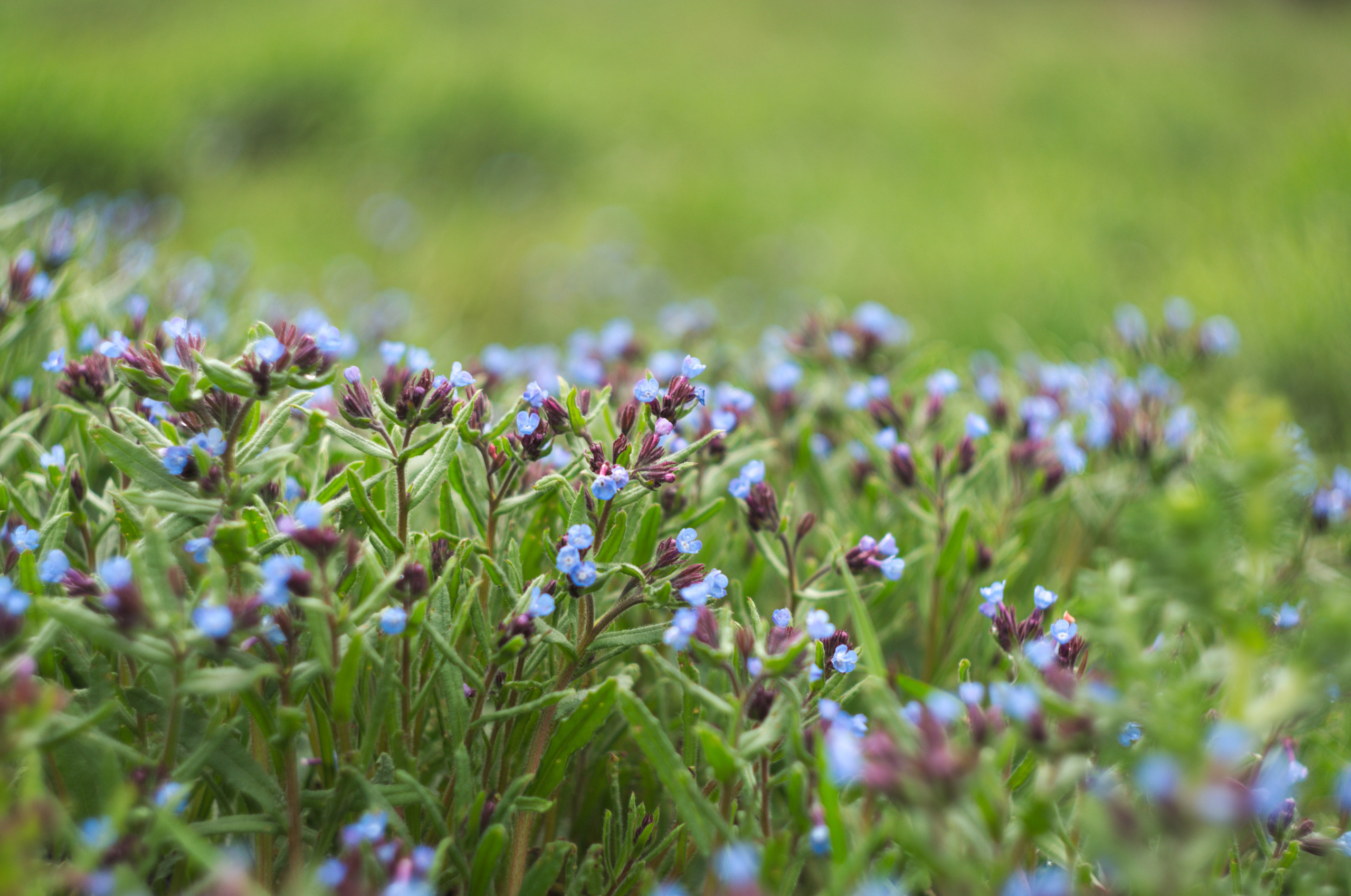 Для души. Сейчас вылетит ПТИЧКА! Фотосессии в Керчи