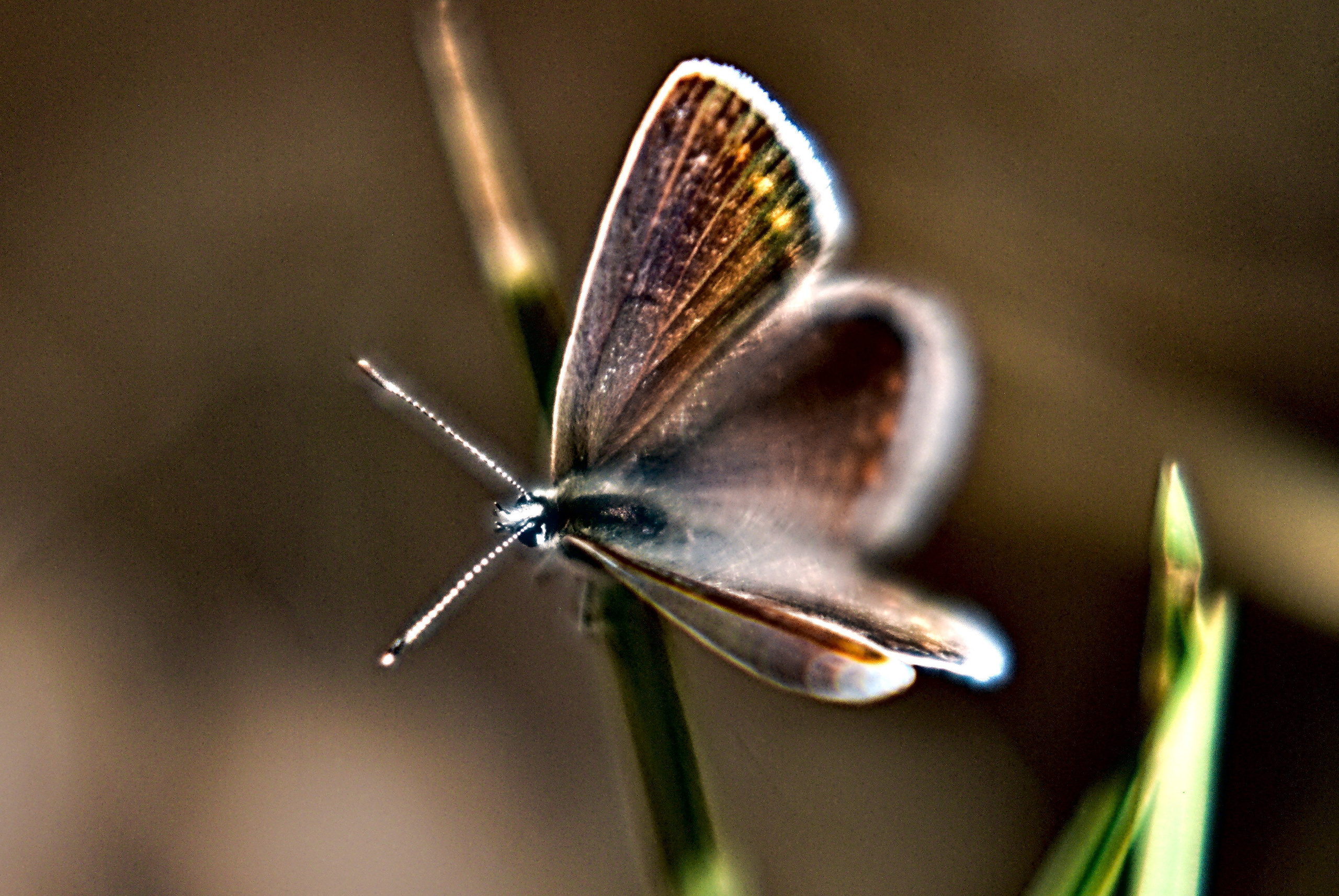 Для души. Сейчас вылетит ПТИЧКА! Фотосессии в Керчи
