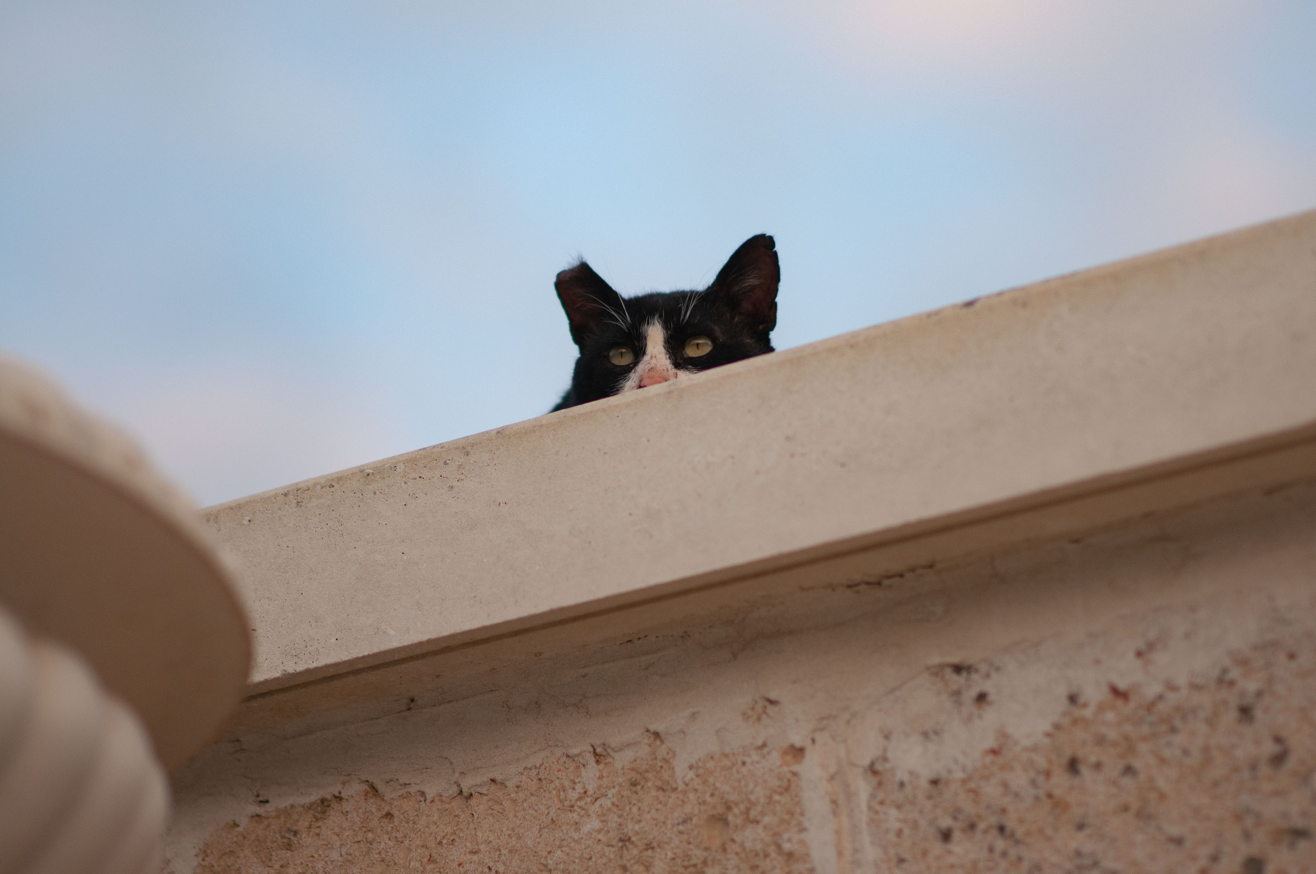 Для души. Сейчас вылетит ПТИЧКА! Фотосессии в Керчи