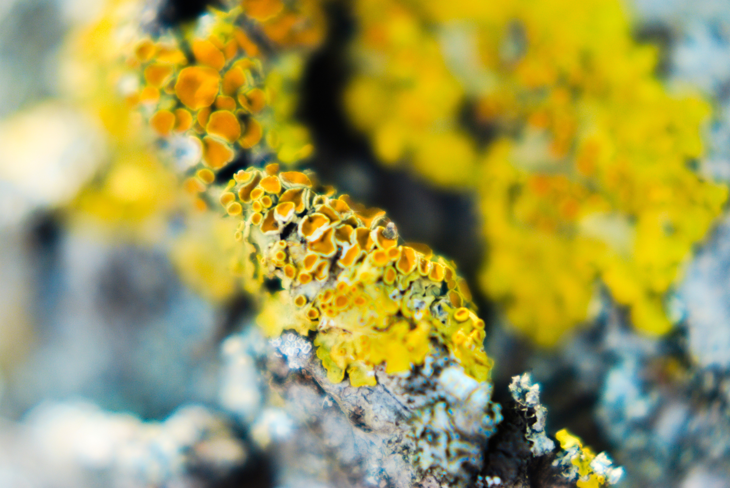 Для души. Сейчас вылетит ПТИЧКА! Фотосессии в Керчи