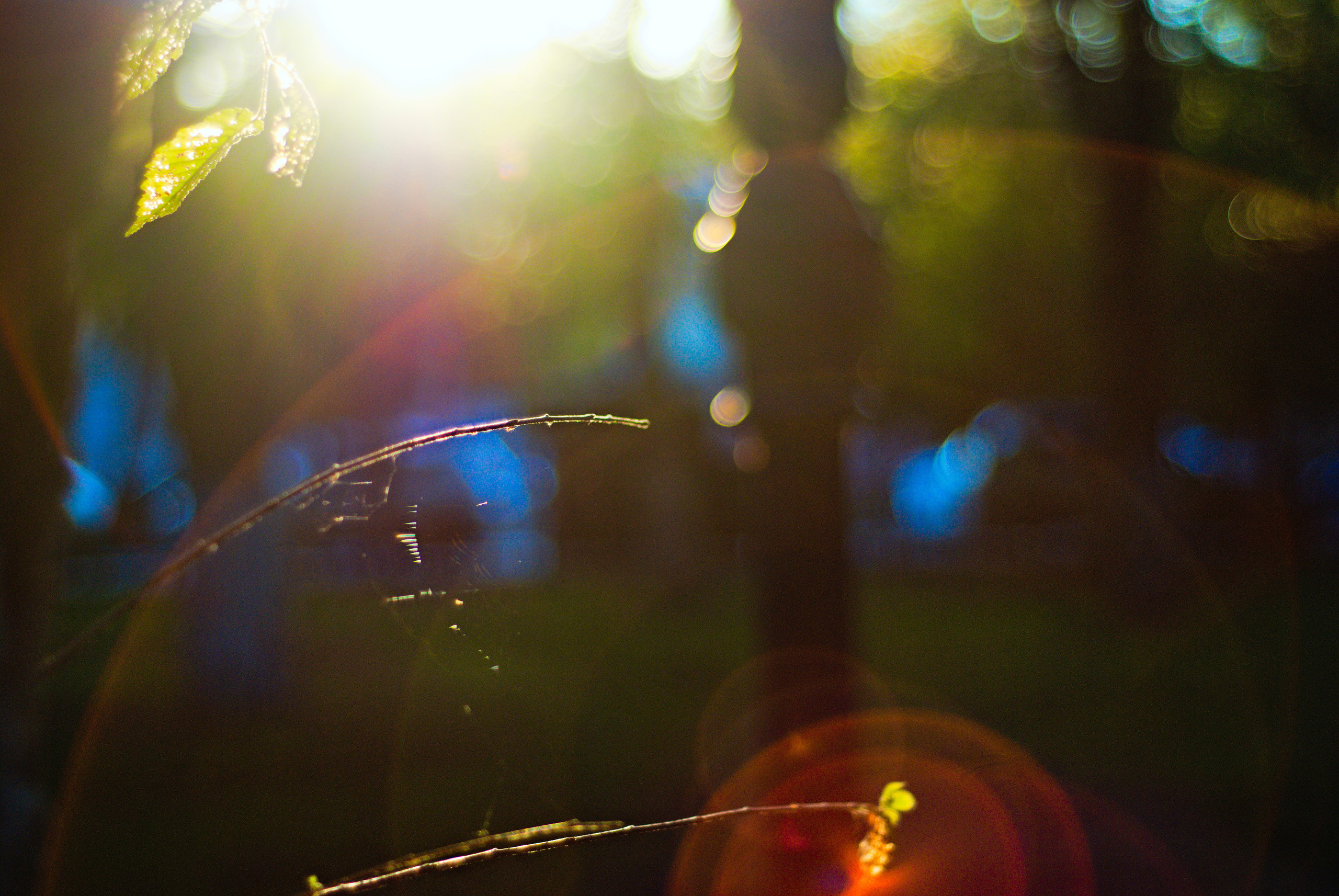 Для души. Сейчас вылетит ПТИЧКА! Фотосессии в Керчи