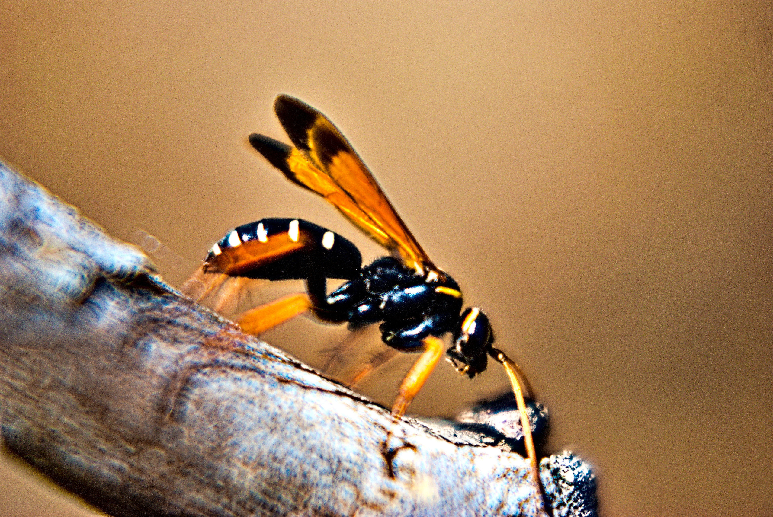 Для души. Сейчас вылетит ПТИЧКА! Фотосессии в Керчи